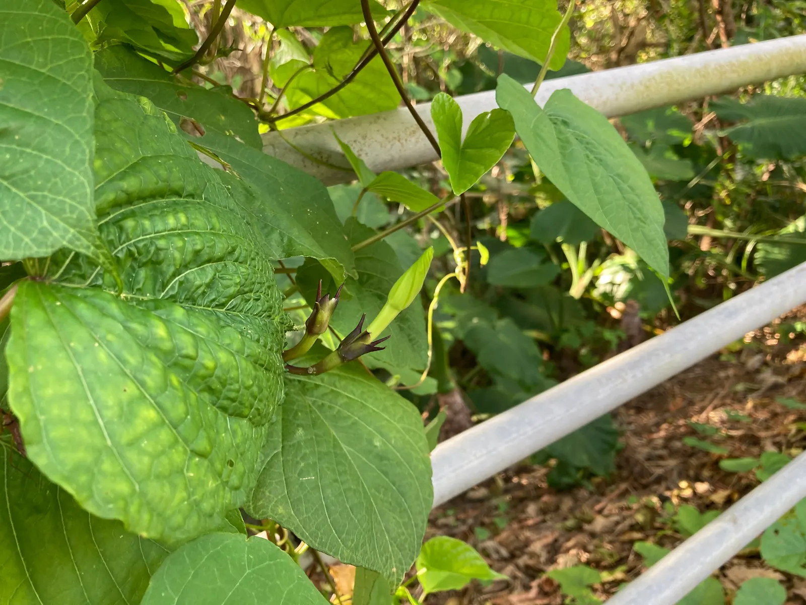 Moonflower (Ipomoea Alba) — scientifically known as Ipomoea alba; white flowers in the garden, image 79