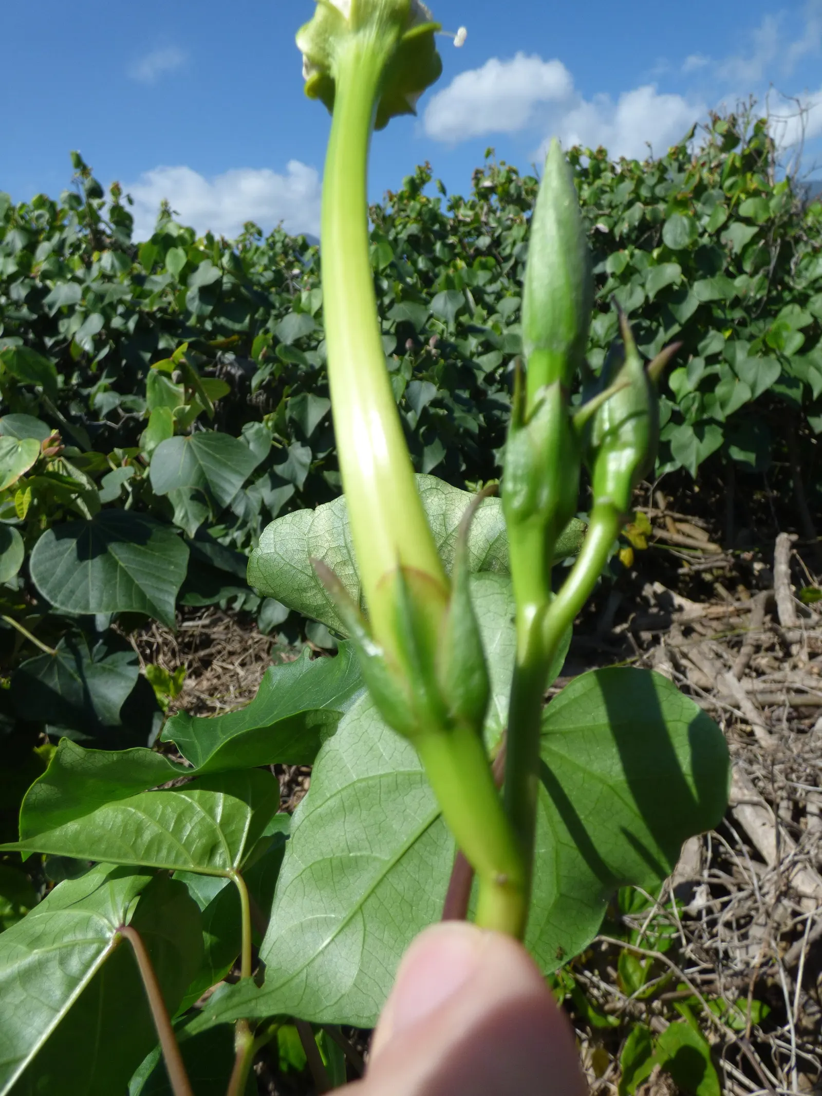 Moonflower (Ipomoea Alba) — The Moonflower requires well-draining soil with moderate moisture; these trumpet-shaped blossoms emit a subtle, image 64