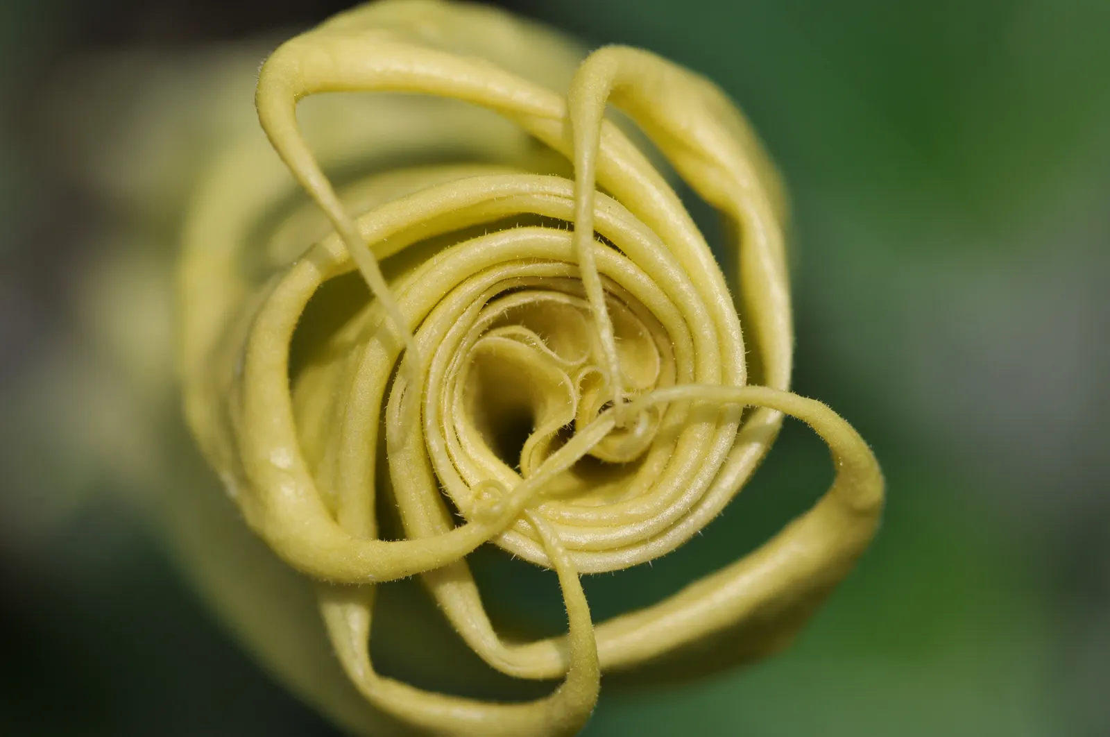 Moonflower (Ipomoea Alba) — white flowers in the garden; scientifically known as Ipomoea alba, image 70