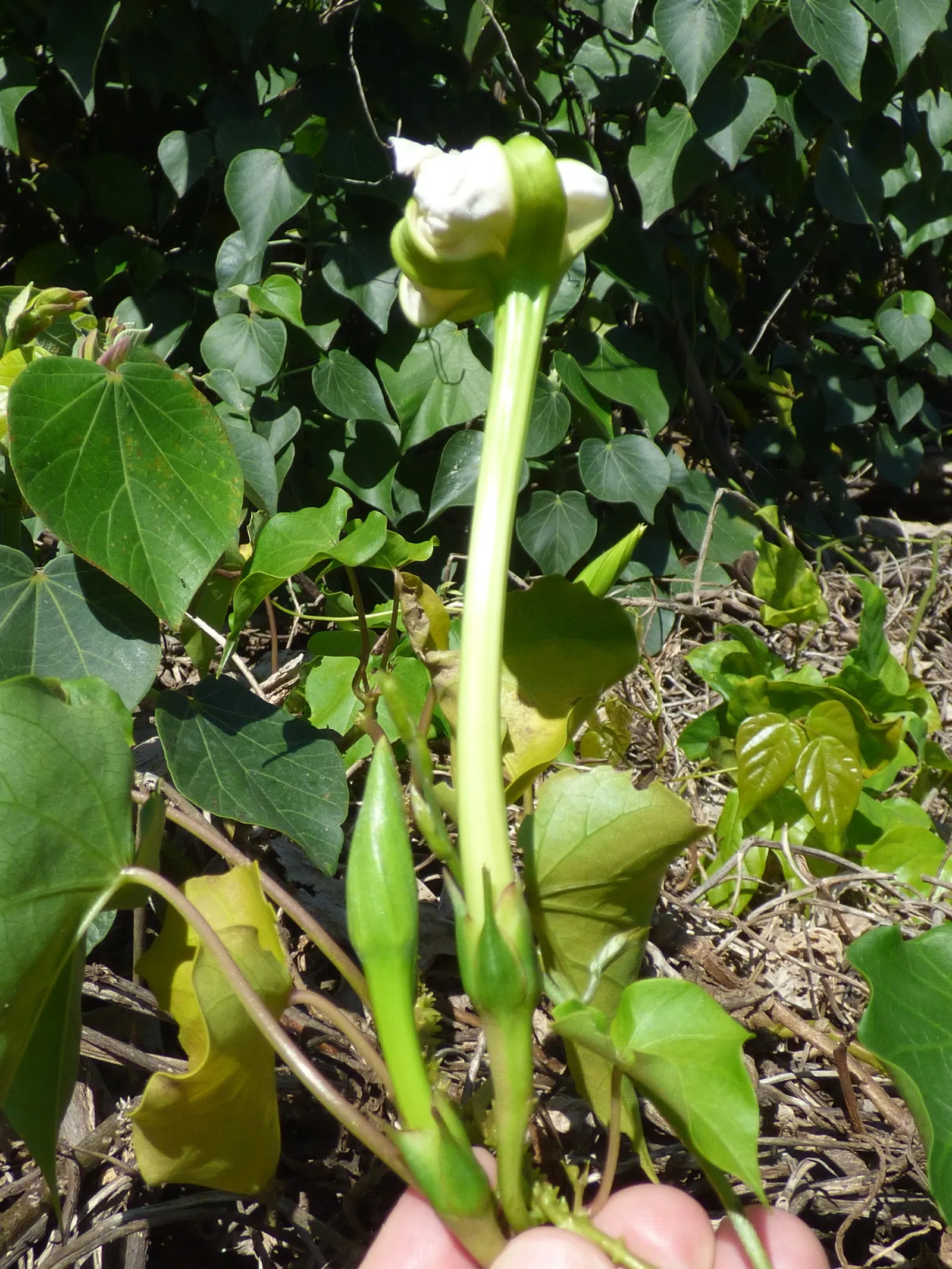 Moonflower (Ipomoea Alba) — In addition to their visual allure; this vigorous twining vine can reach heights of 10 to 15 feet, image 60