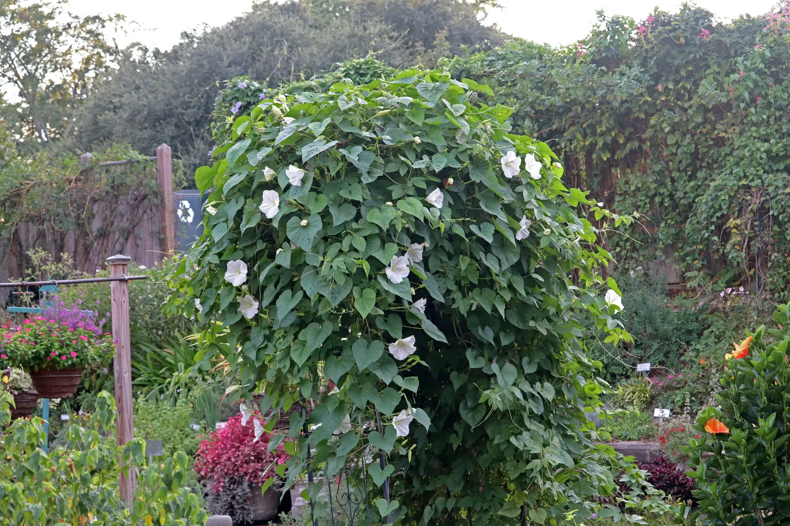 Moonflower (Ipomoea Alba) — vine for full; to maintain a neat appearance and encourage more blooms, deadhead spent flowers regularly, image 72