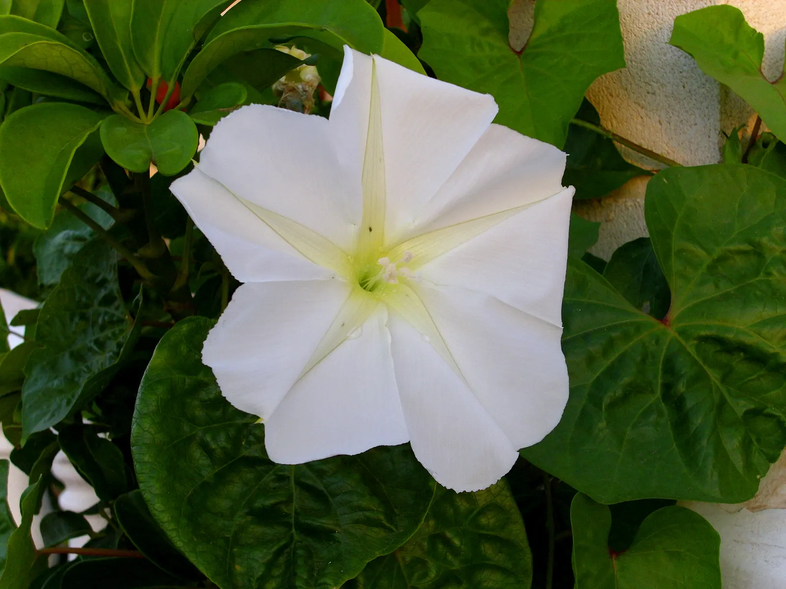 Moonflower (Ipomoea Alba) — Ipomoea alba, known as Moonflower, is a fast-growing vine reaching lengths up to 15 feet