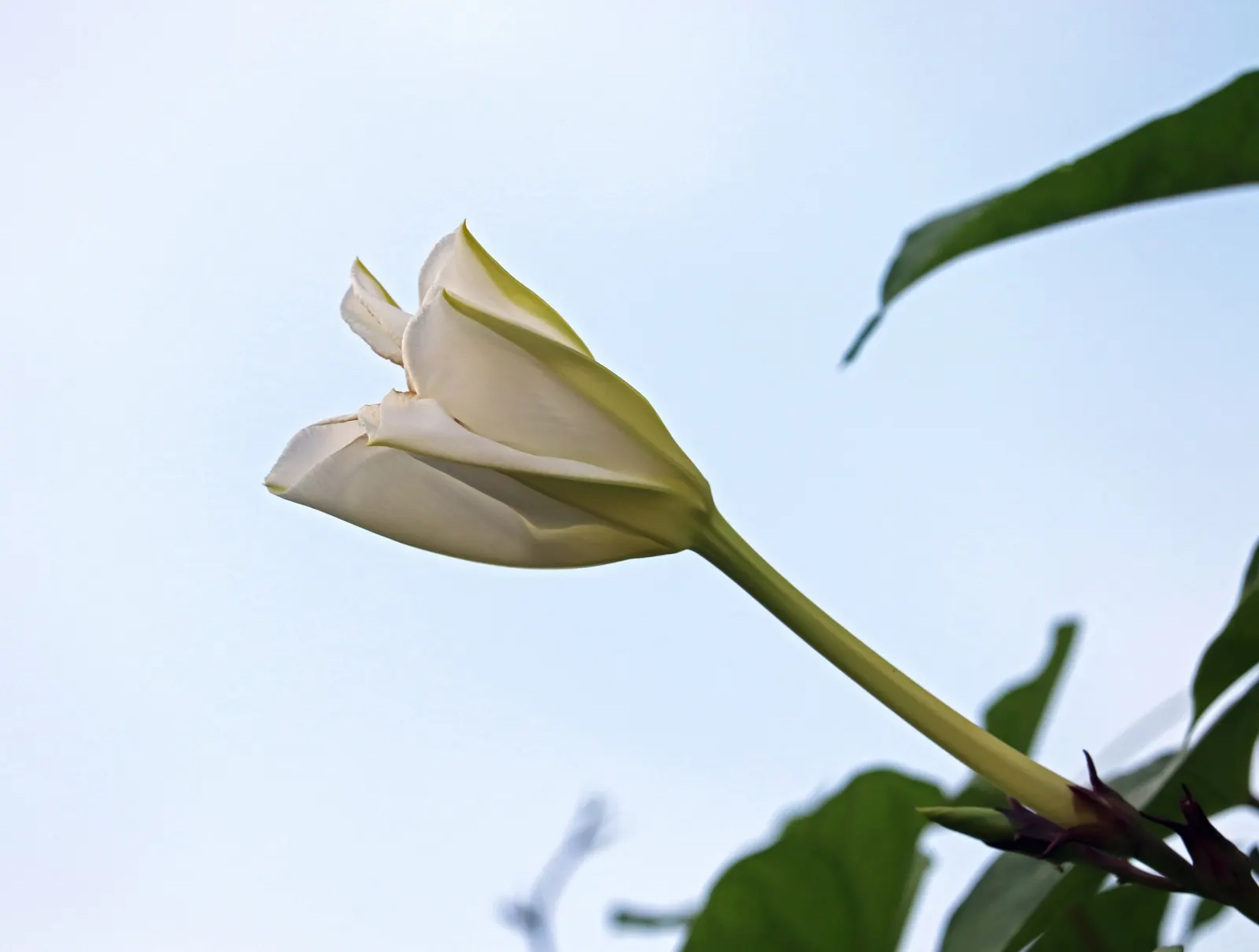 Moonflower (Ipomoea Alba) — This nocturnal bloomer unfurls fragrant