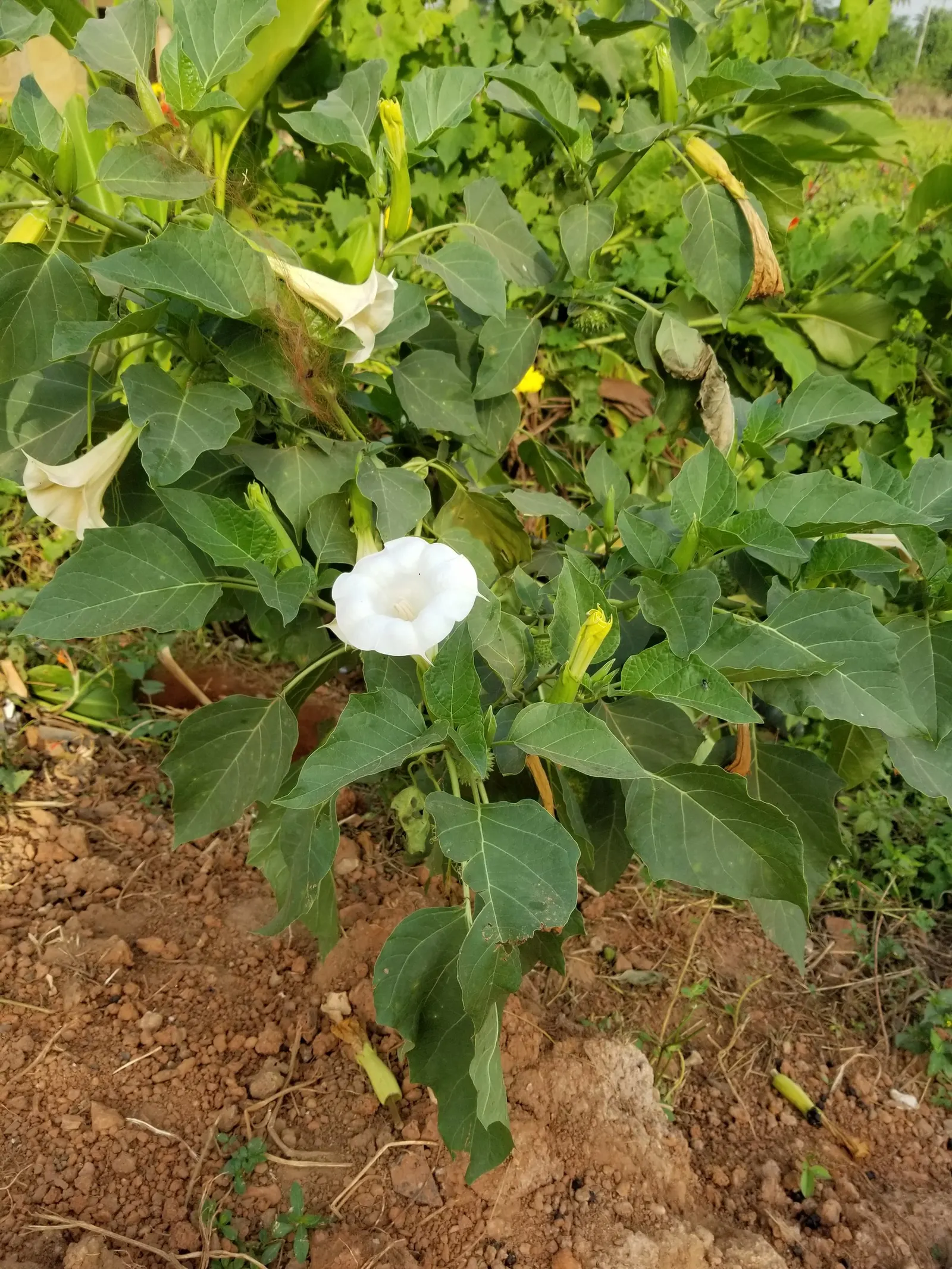 Moonflower (Ipomoea Alba) — lending a mystical ambiance to evening gardens