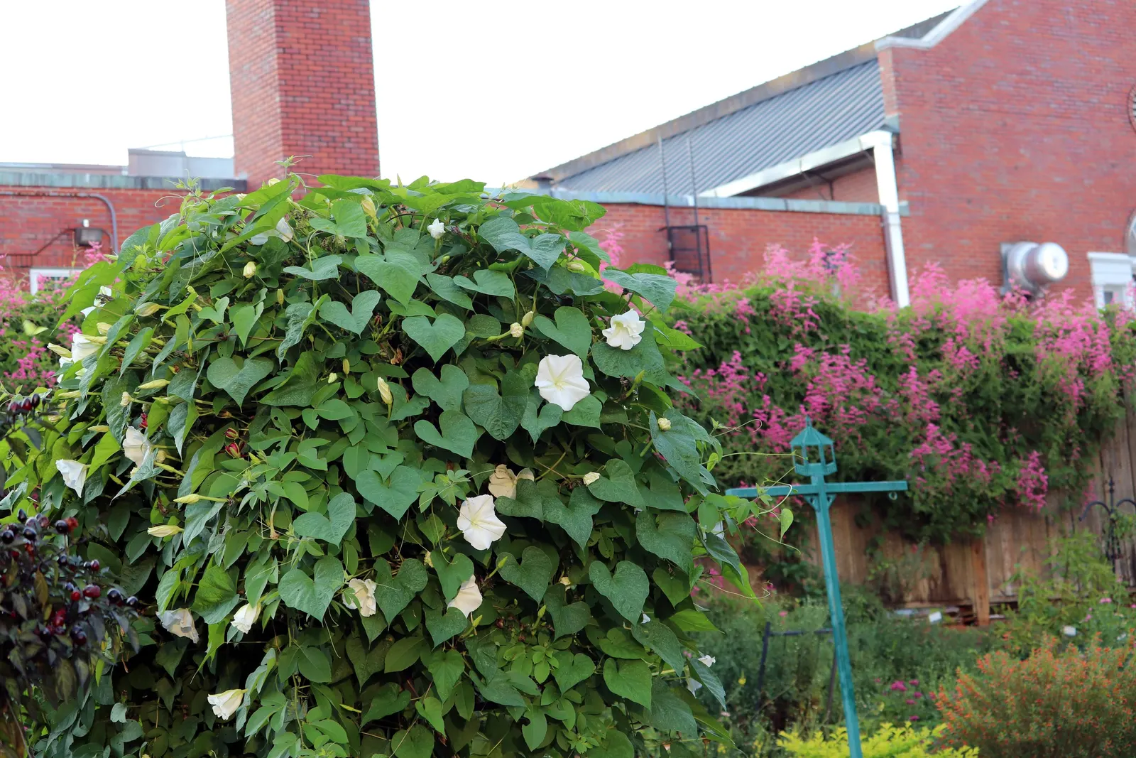 Moonflower (Ipomoea Alba) — Ipomoea alba, known as Moonflower, is a fast-growing vine reaching lengths up to 15 feet; lending a mystical ambiance, image 73