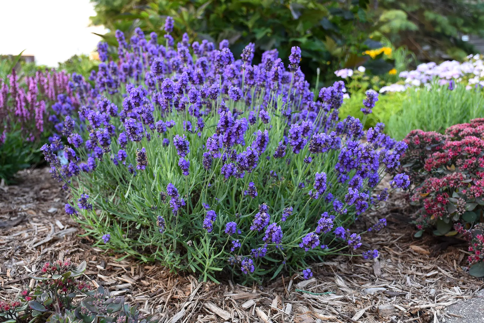 Sweet Romance® Lavender (Lavandula angustifolia) — It grows 12-18 inches tall and wide in a tidy mound