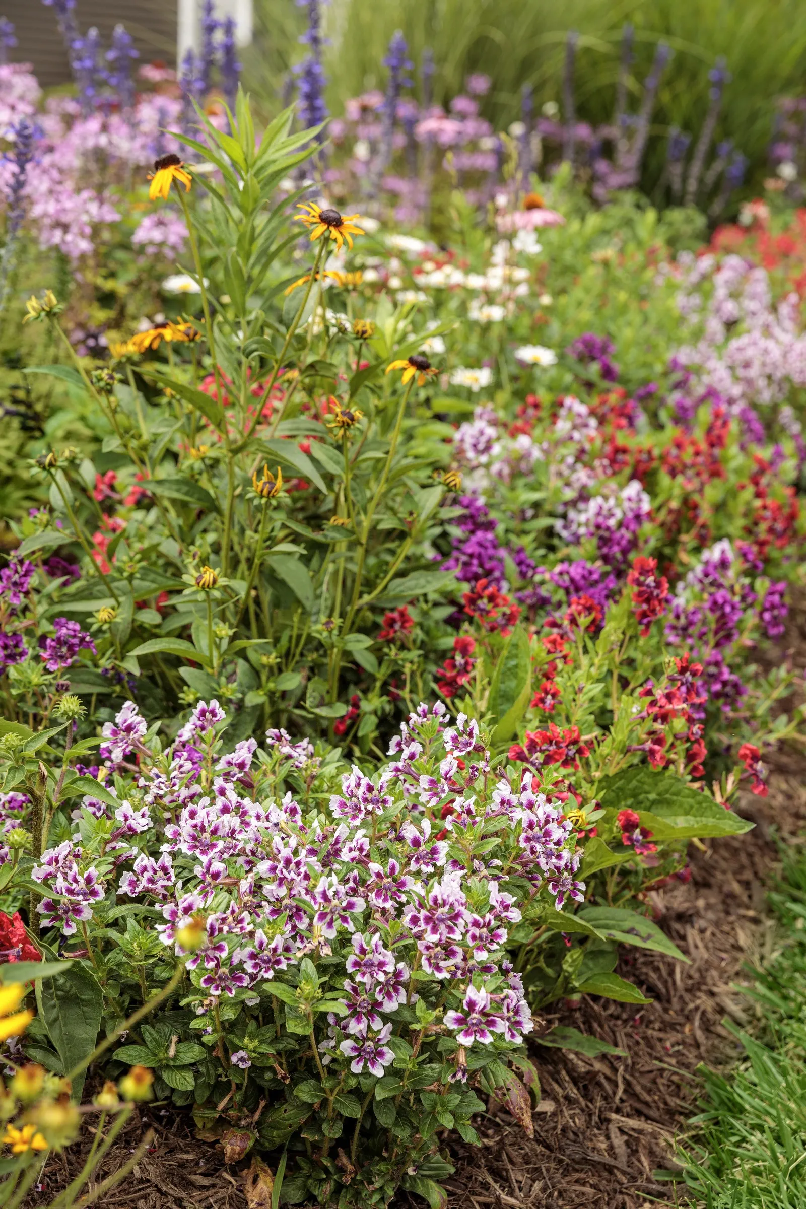 Señorita Rosalita® Spider Flower (Cleome) — Because the flowers are sterile, this cleome does not form seeds or spread around the yard; it produces, image 47