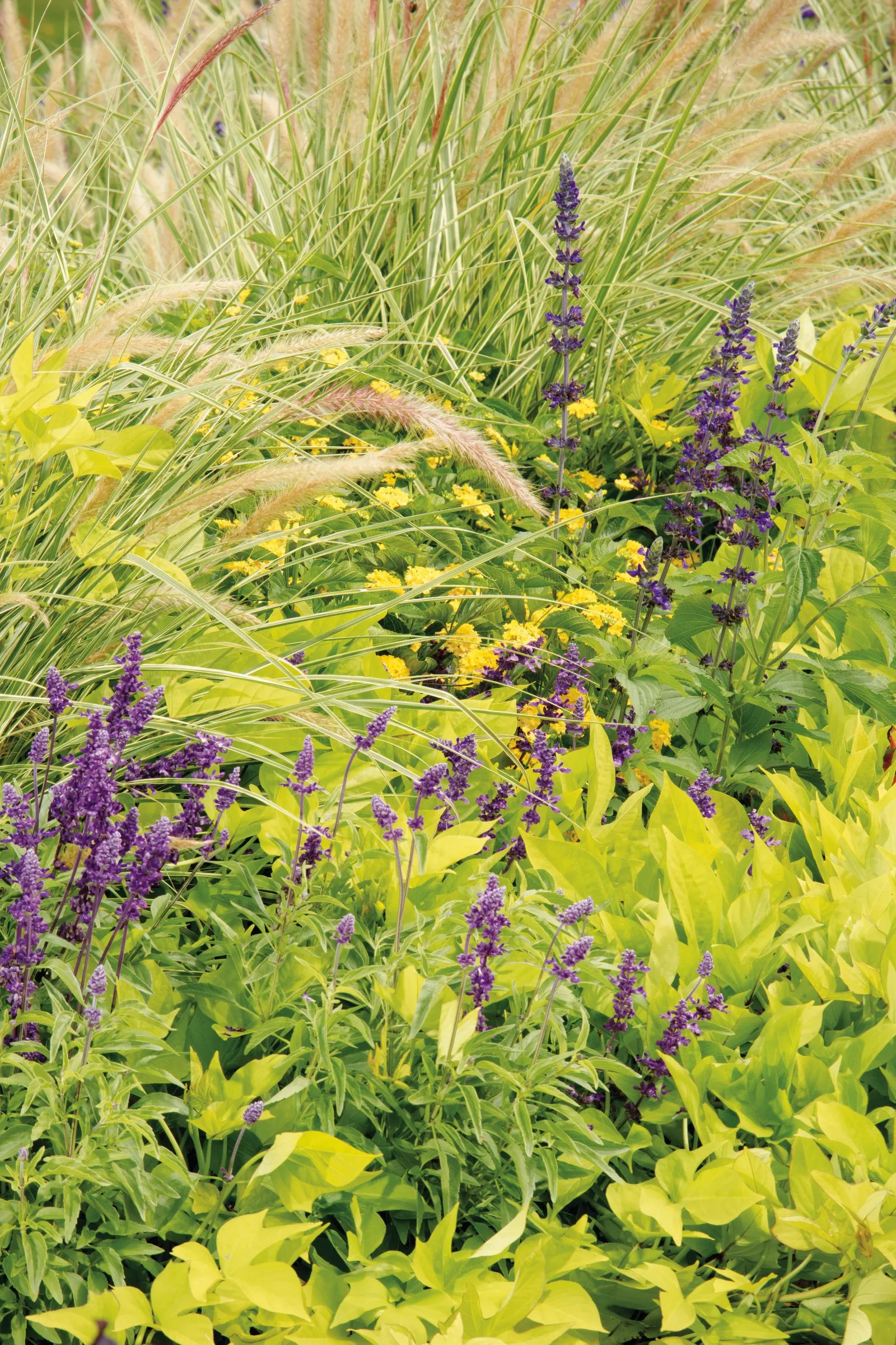 Sweet Caroline Light Green Sweet Potato Vine (Ipomoea batatas) — cooler temperatures and low humidity cause this sweet potato vine plant to stay, image 55