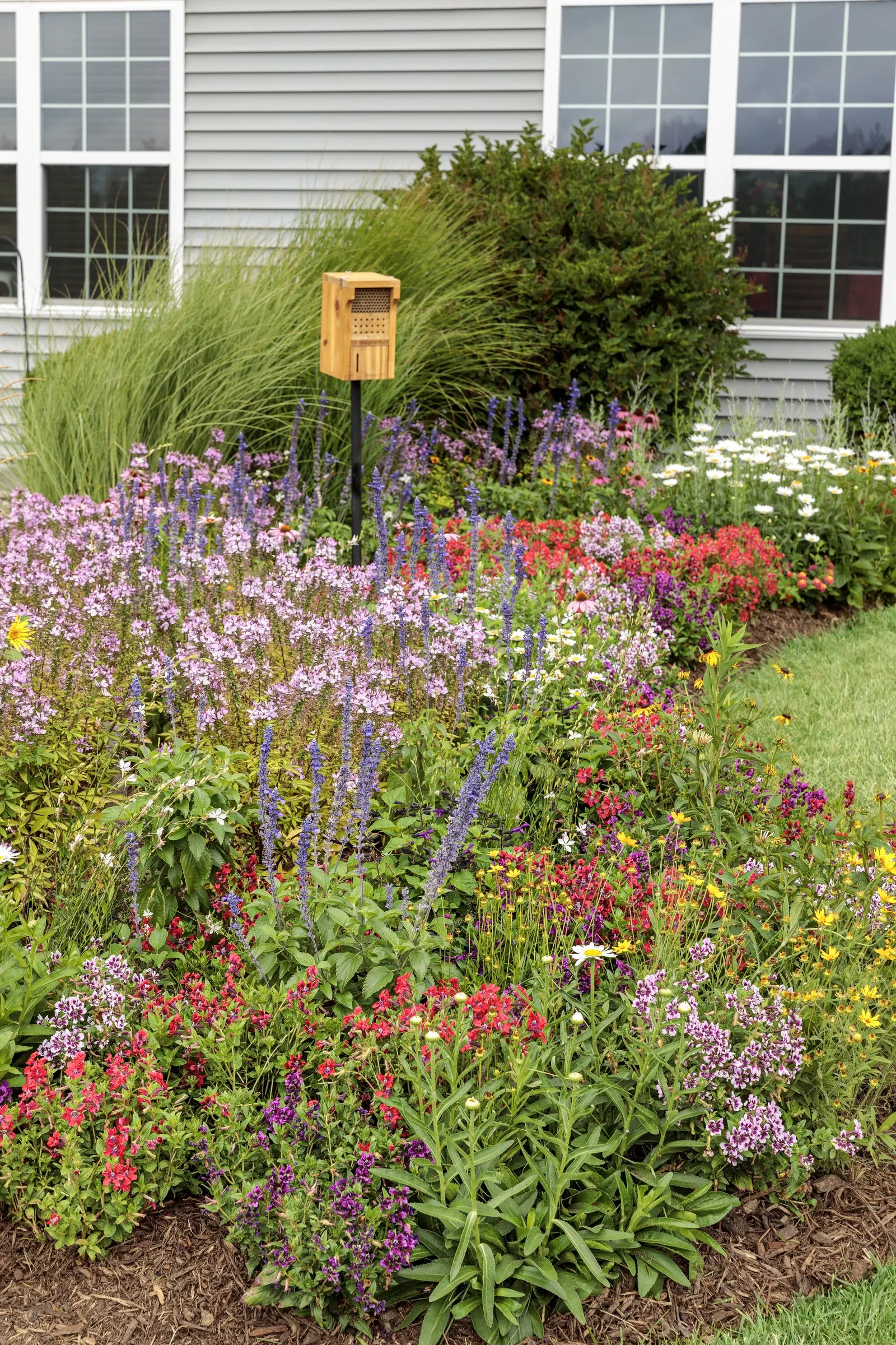 Señorita Rosalita® Spider Flower (Cleome) — Unlike traditional cleome; because the flowers are sterile, this cleome does not form seeds or spread, image 50
