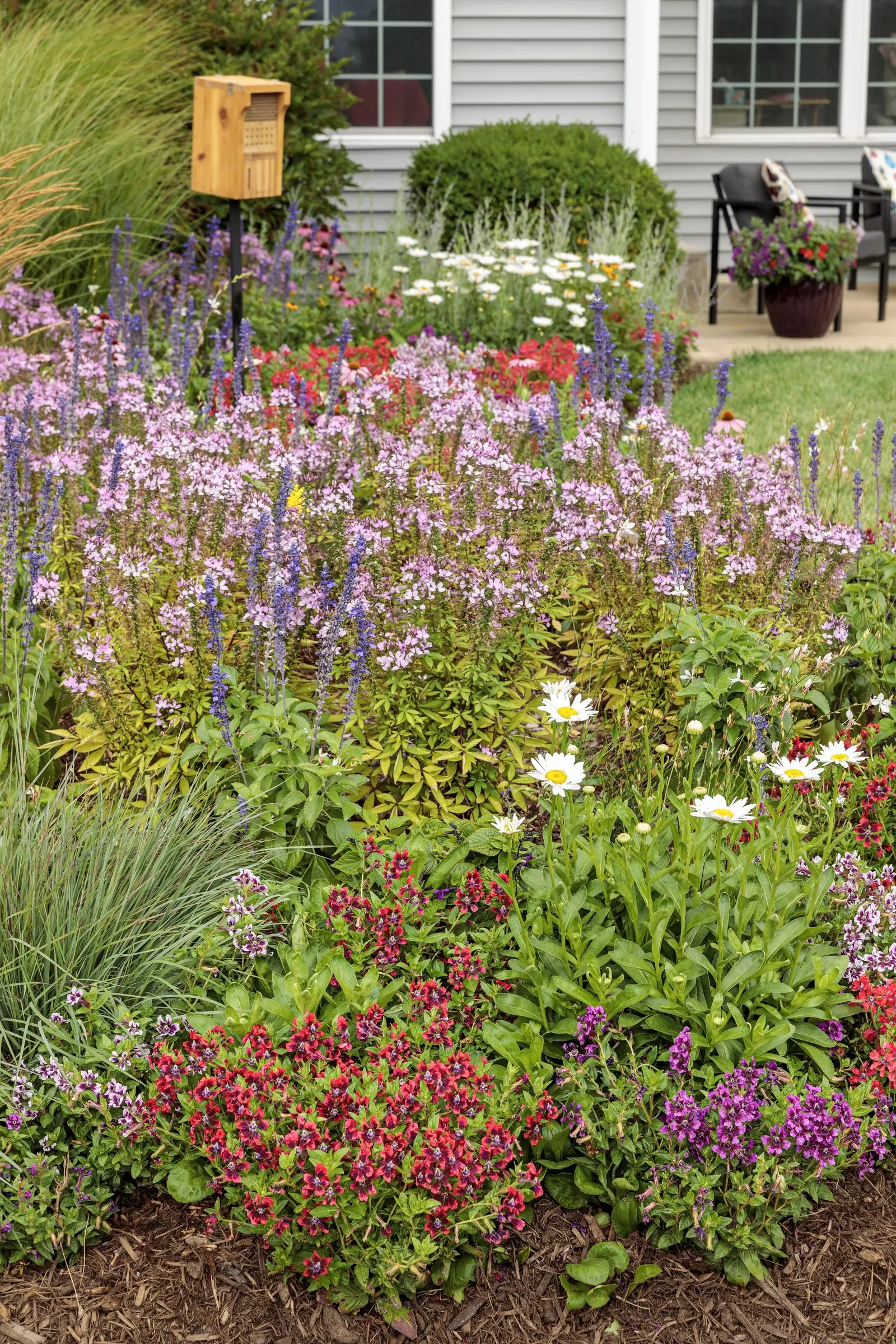 Pink Salvia — This is a wonderful annual Salvia (except in frost free zones; the flowers are pink to fuchsia with a black calyx and very deep green foliage