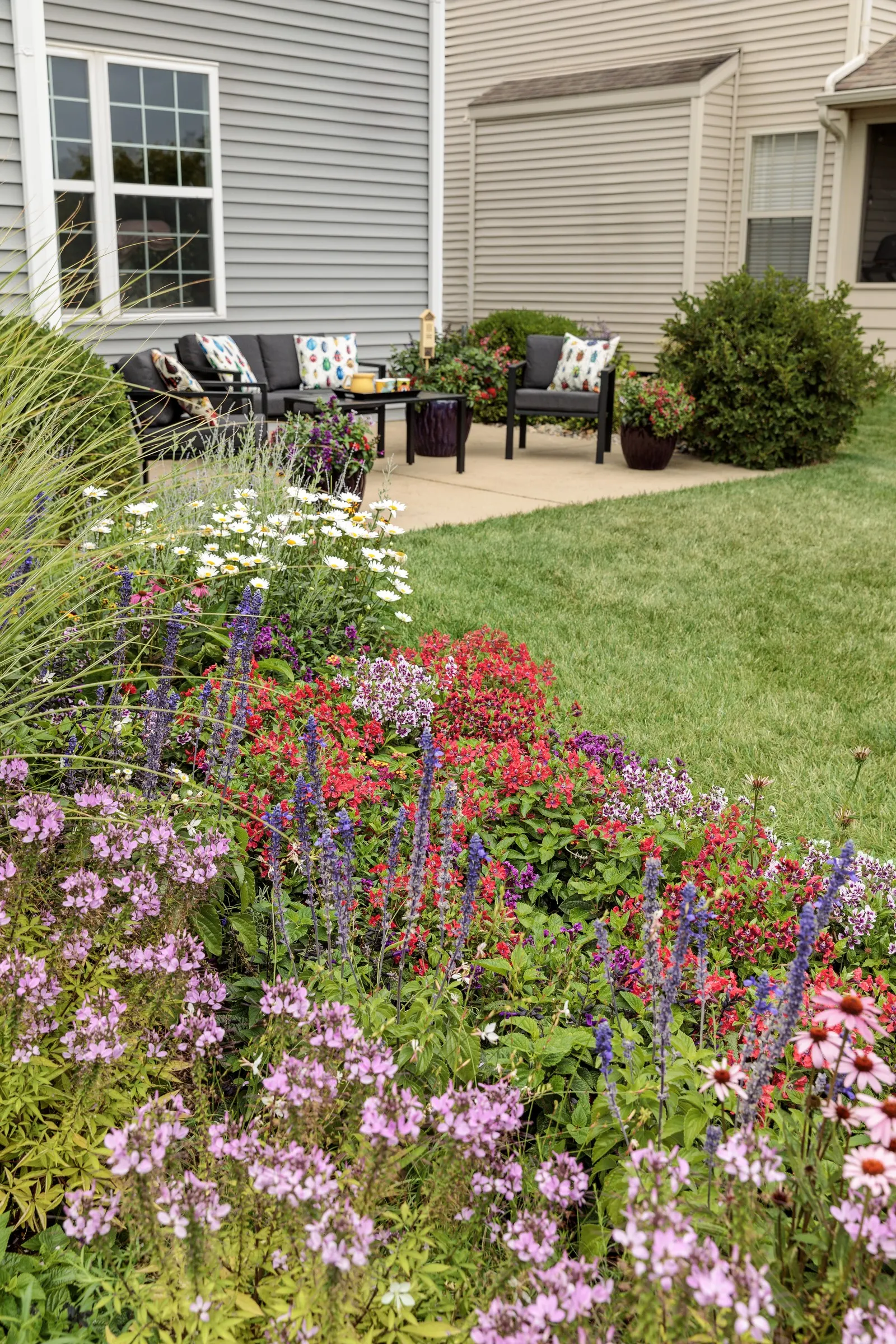 Señorita Rosalita® Spider Flower (Cleome) — Unlike traditional cleome plants; and it’s typically a thornless cleome, image 45