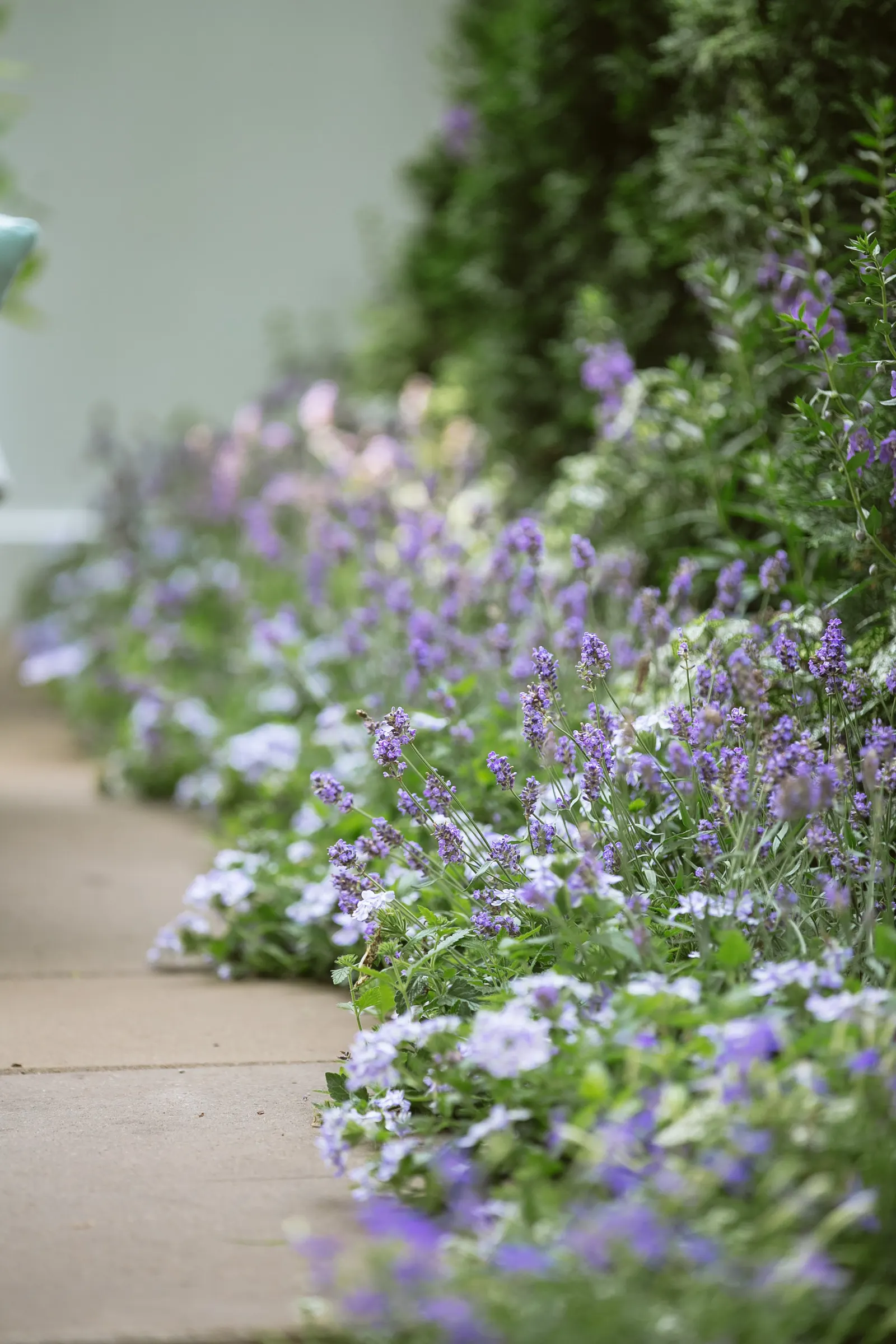 Stormburst Verbena — commonly referred to as Stormburst Verbena