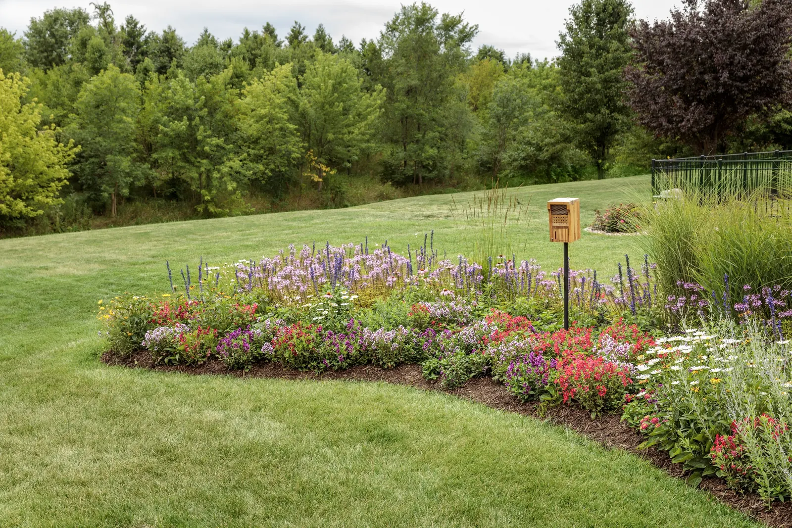 Pink Salvia — perfectly sized for containers and great for the front to the middle of beds and as a thriller in pots.