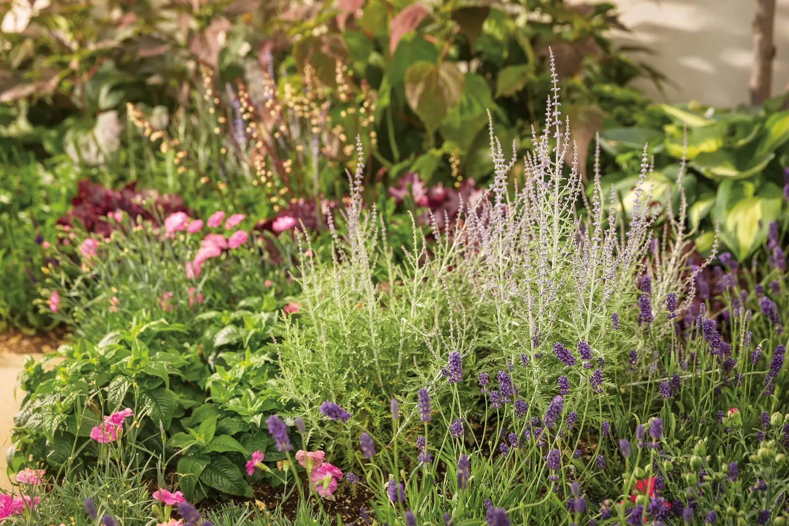 'Sweetie Pie' Pinks (Dianthus hybrid) — information and resources
