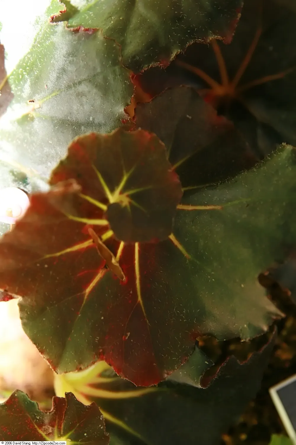 Rex Begonia (Begonia 'Rex') — the Rex Begonia thrives in USDA zones 10 to 12; this rhizomatous perennial typically grows 12-18 inches tall and wide