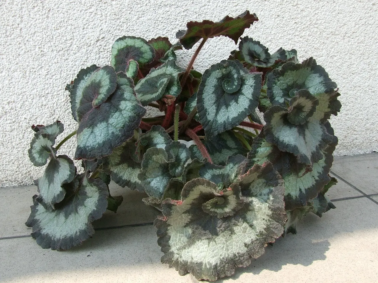 Rex Begonia (Begonia 'Rex') — preferring partial shade and well-drained soil with moderate moisture; the plant reaches a modest height of approximately 12 to