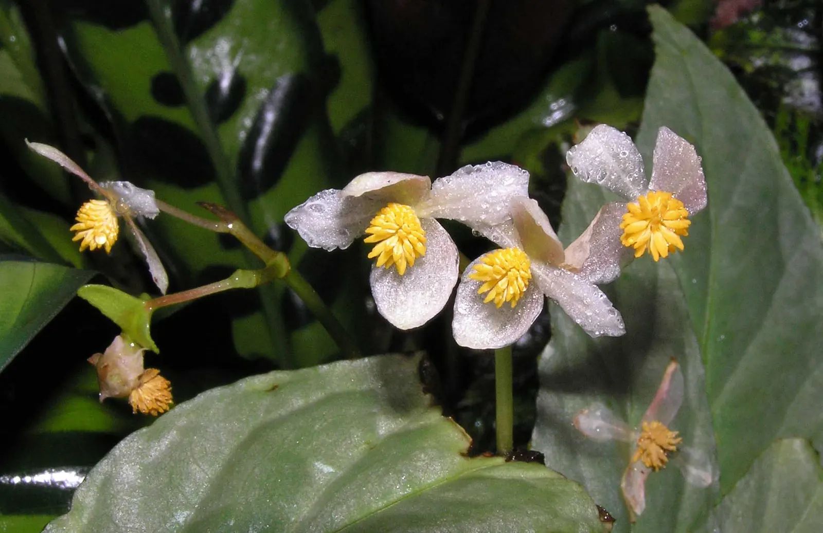 Rex Begonia (Begonia 'Rex') — This rhizomatous perennial typically grows 12-18 inches tall and wide; the Rex Begonia thrives in USDA zones 10 to 12