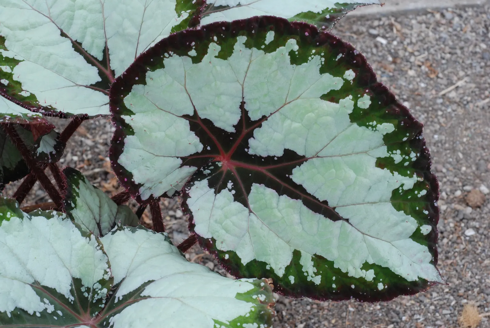 Rex Begonia (Begonia 'Rex') — the Rex Begonia's understated flower clusters pale in comparison to its magnificent foliage; it's important to note the Rex