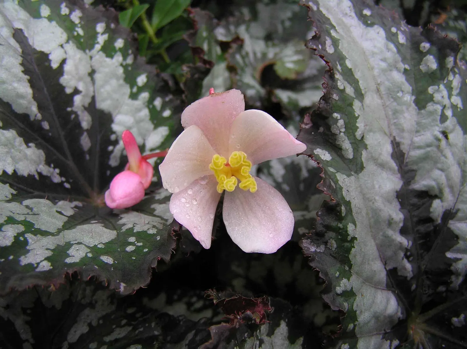 Rex Begonia (Begonia 'Rex') — Avoid overwatering to prevent root rot