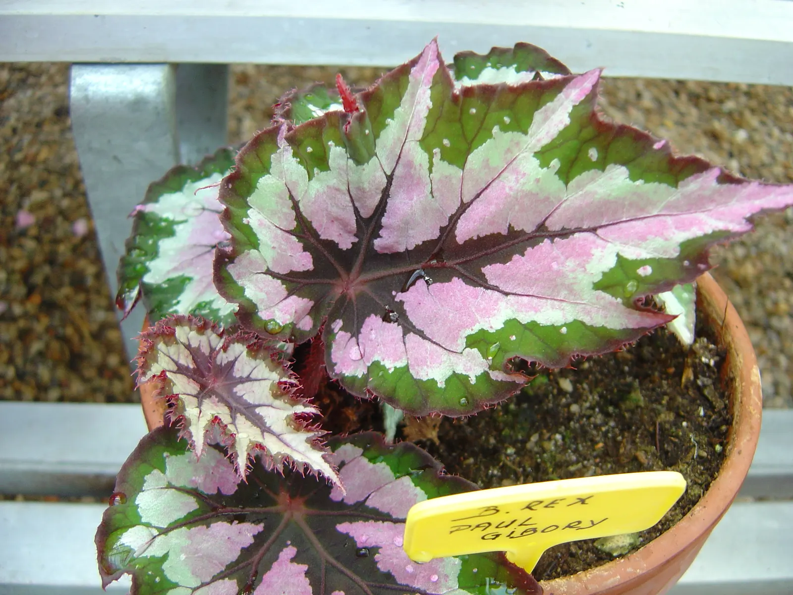 Rex Begonia (Begonia 'Rex') — it will re-emerge with vigor in the spring
