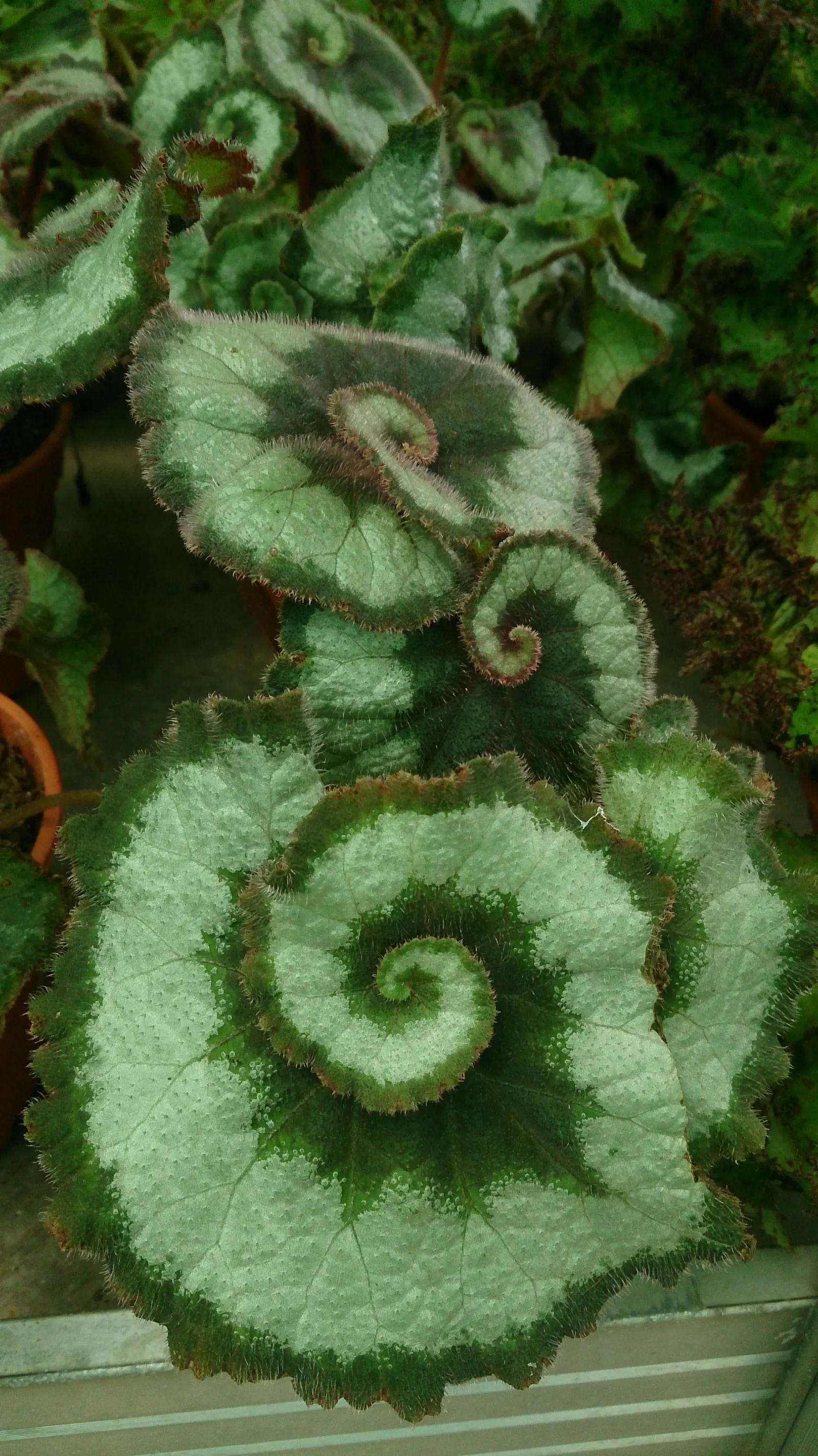 Rex Begonia (Begonia 'Rex') — Hardy in USDA zones 10-12, it must be overwintered indoors in colder regions; is a stellar selection for landscape designs that