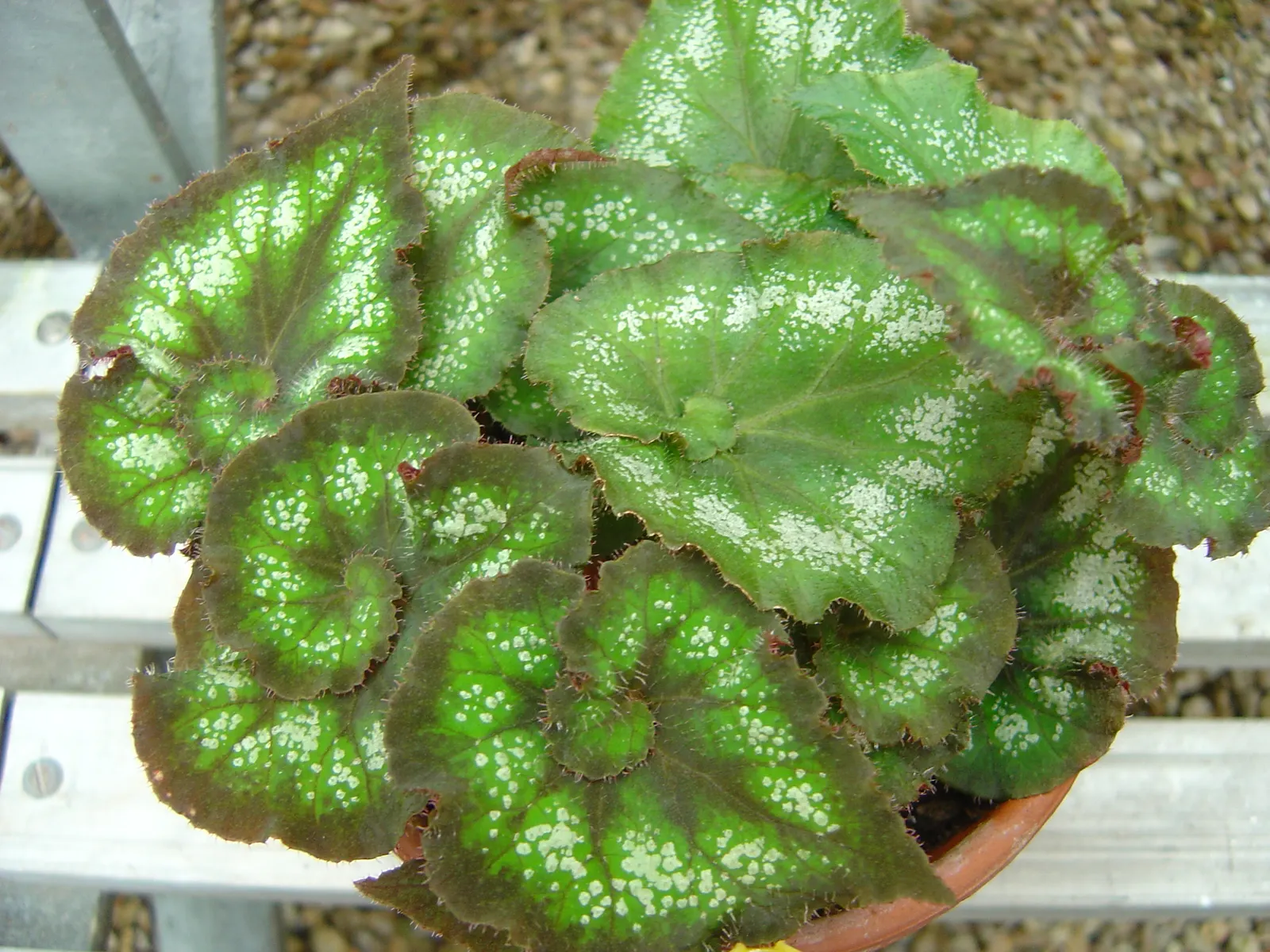 Rex Begonia (Begonia 'Rex') — yet is susceptible to root rot; therefore; avoid overwatering to prevent root rot