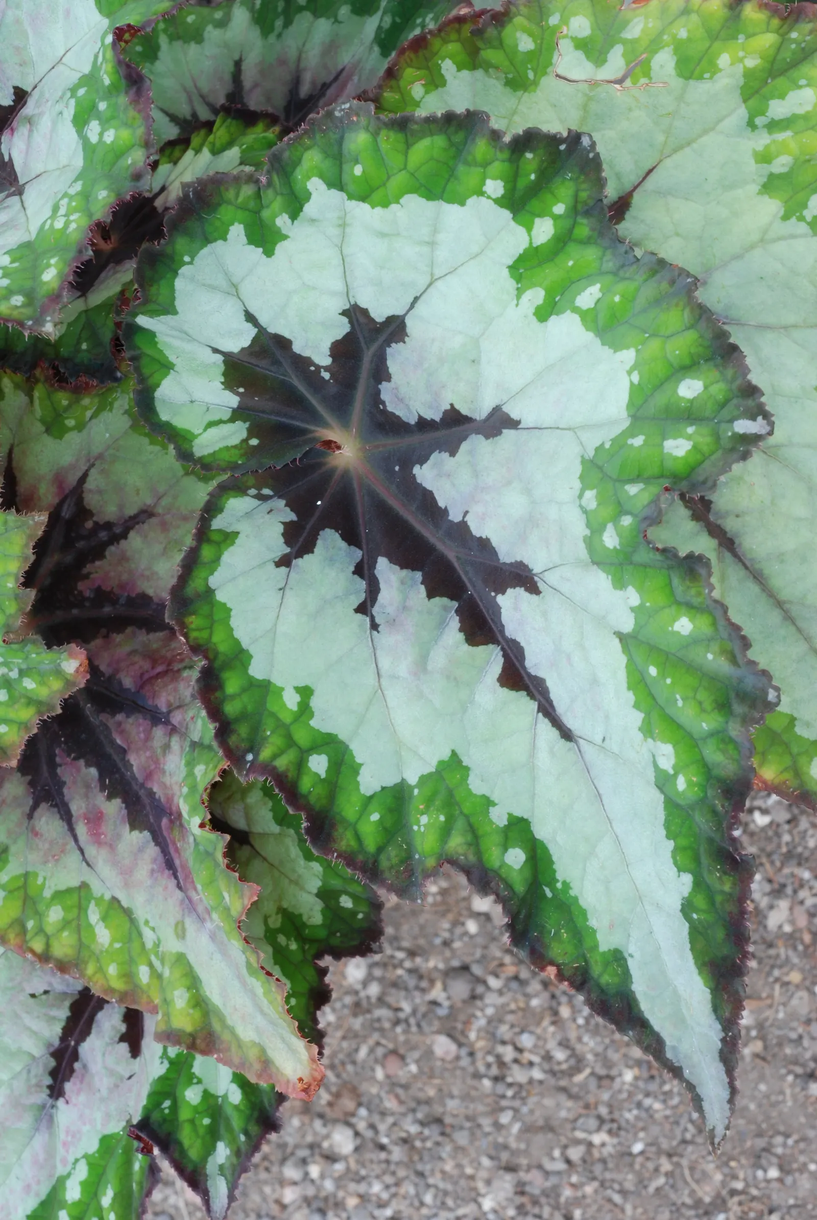 Rex Begonia (Begonia 'Rex') — commonly referred to as the Rex Begonia; pink flowers in the garden