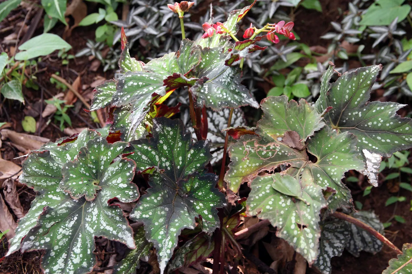 Rex Begonia (Begonia 'Rex') — It prefers a shaded location as it is sensitive to intense direct sunlight; it is famed for its striking foliage which showcases