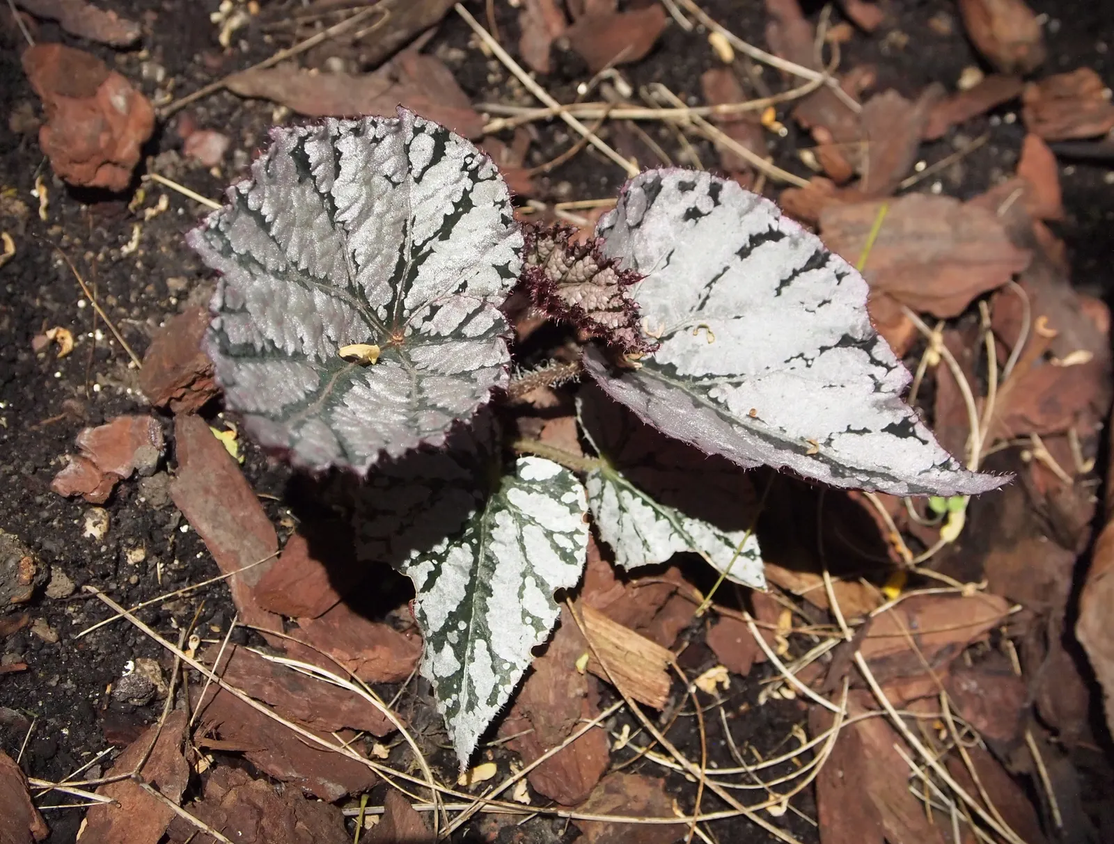 Rex Begonia (Begonia 'Rex') — It prefers a shaded location as it is sensitive to intense direct sunlight; it is famed for its striking foliage, image 60