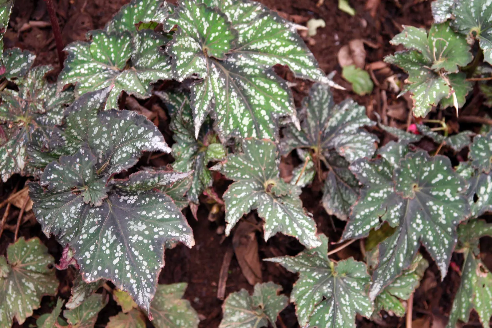 Rex Begonia (Begonia 'Rex') — the Rex Begonia thrives in USDA zones 10 to 12