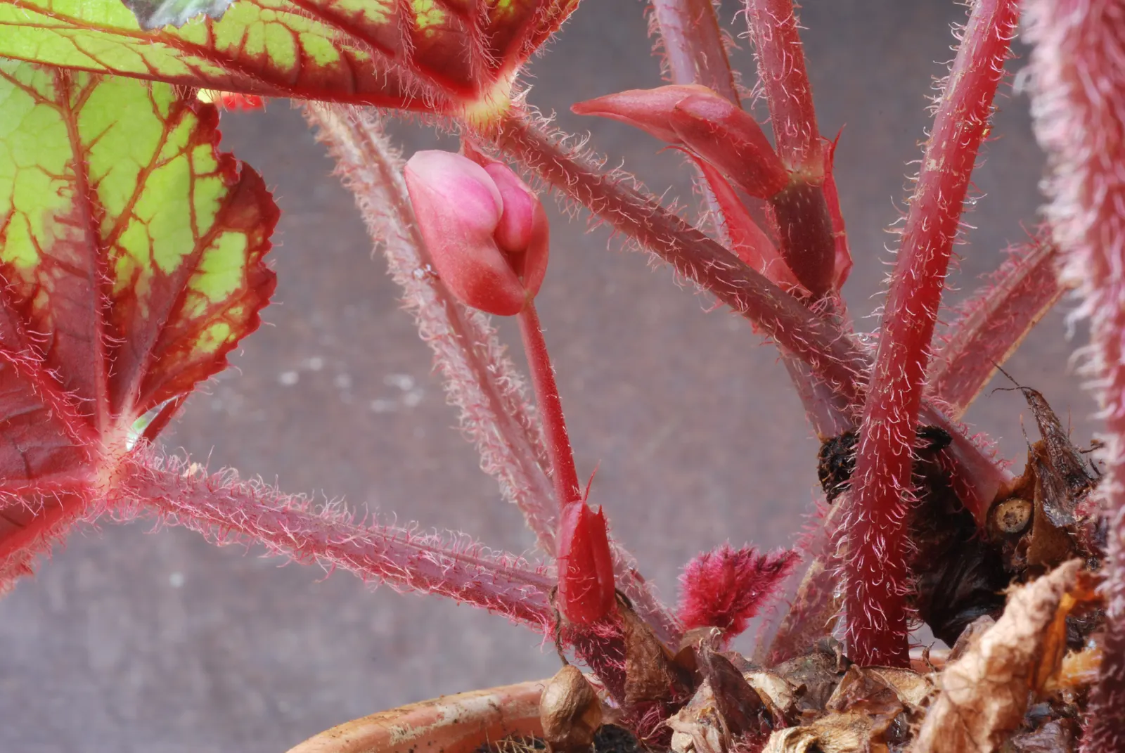 Rex Begonia (Begonia 'Rex') — is a stellar selection for landscape designs that aim to incorporate lush texture and vibrant color