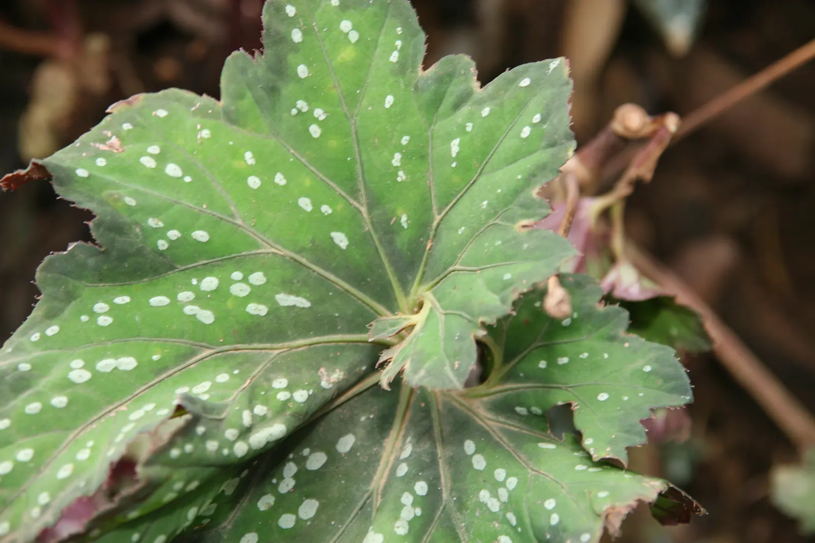 Rex Begonia (Begonia 'Rex') — Hardy in USDA zones 10-12, it must be overwintered indoors in colder regions