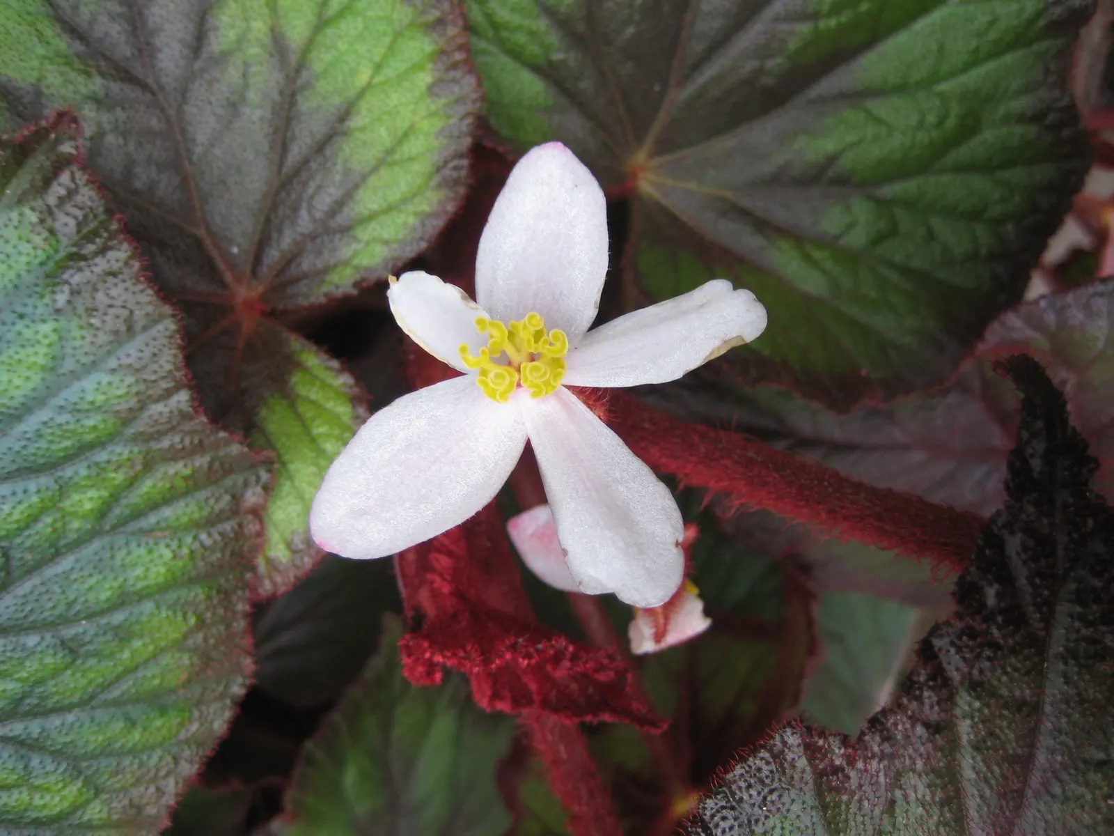 Rex Begonia (Begonia 'Rex') — It is famed for its striking foliage which showcases intricate patterns and a kaleidoscope of hues; it prefers a, image 57