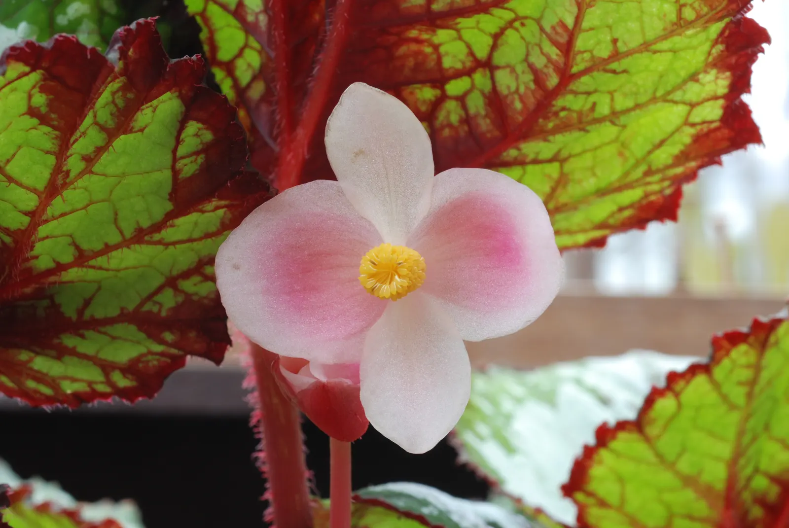 Rex Begonia (Begonia 'Rex') — Ideal for adding visual interest in shaded garden areas or as a container plant