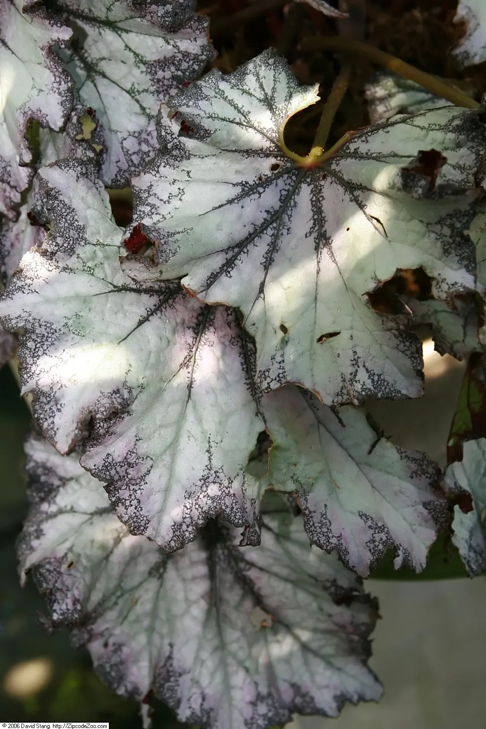 Rex Begonia (Begonia 'Rex') — Avoid overwatering to prevent root rot; yet is susceptible to root rot; therefore