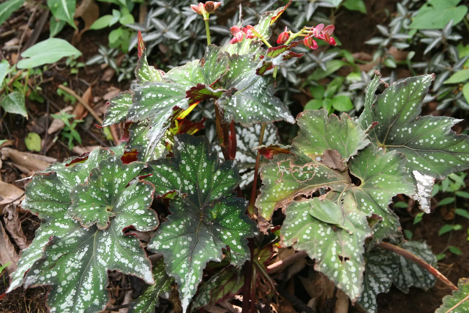 Rex Begonia (Begonia 'Rex') — yet is susceptible to root rot; therefore