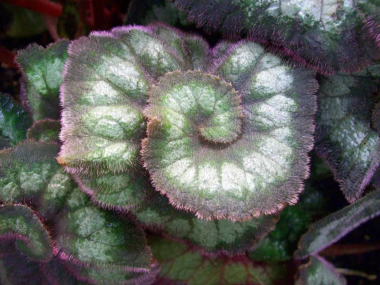 Rex Begonia (Begonia 'Rex') — perennial with pink blooms; it demands a high humidity environment and consistent moisture