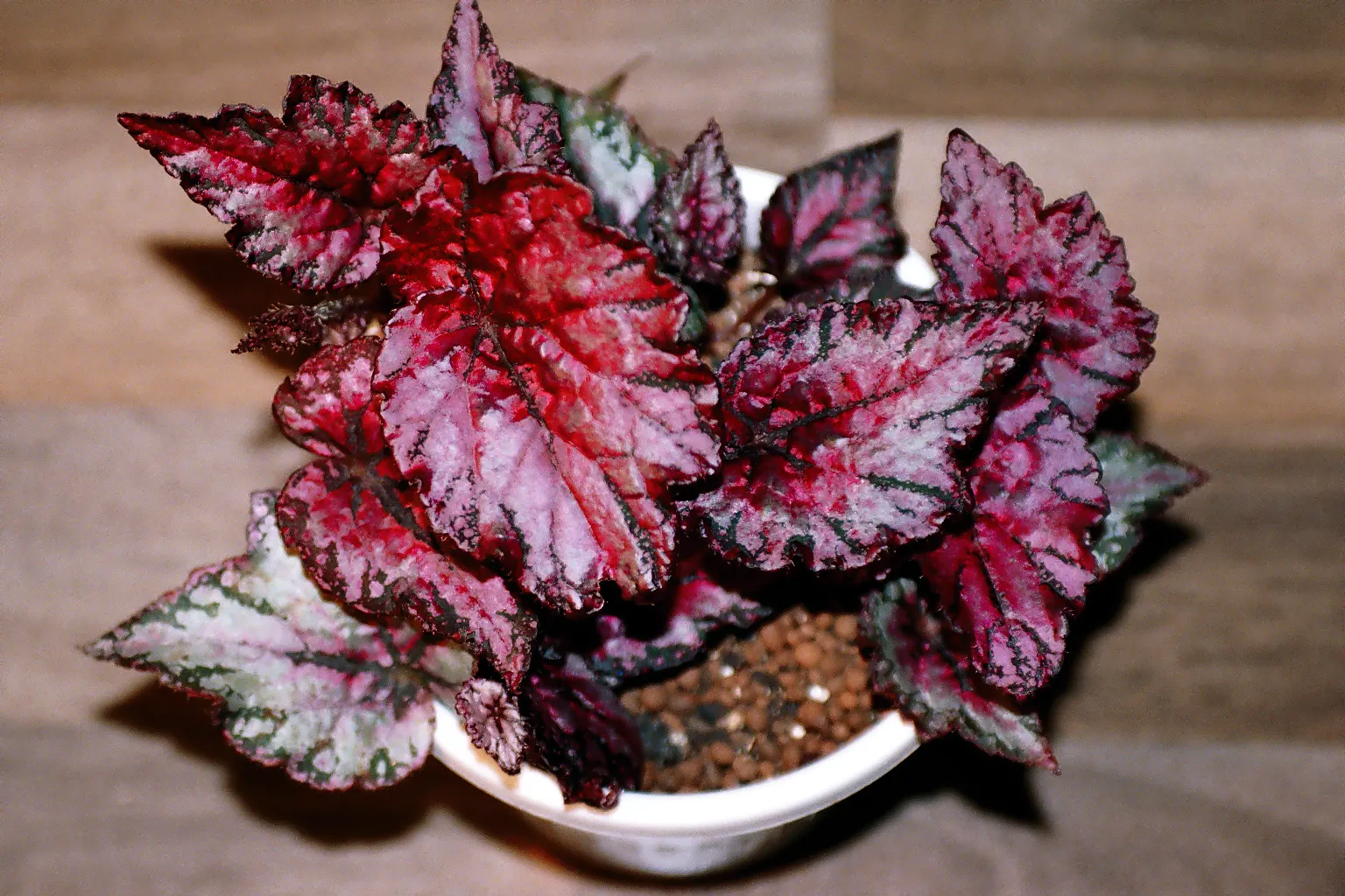 Rex Begonia (Begonia 'Rex') — It prefers a shaded location as it is sensitive to intense direct sunlight