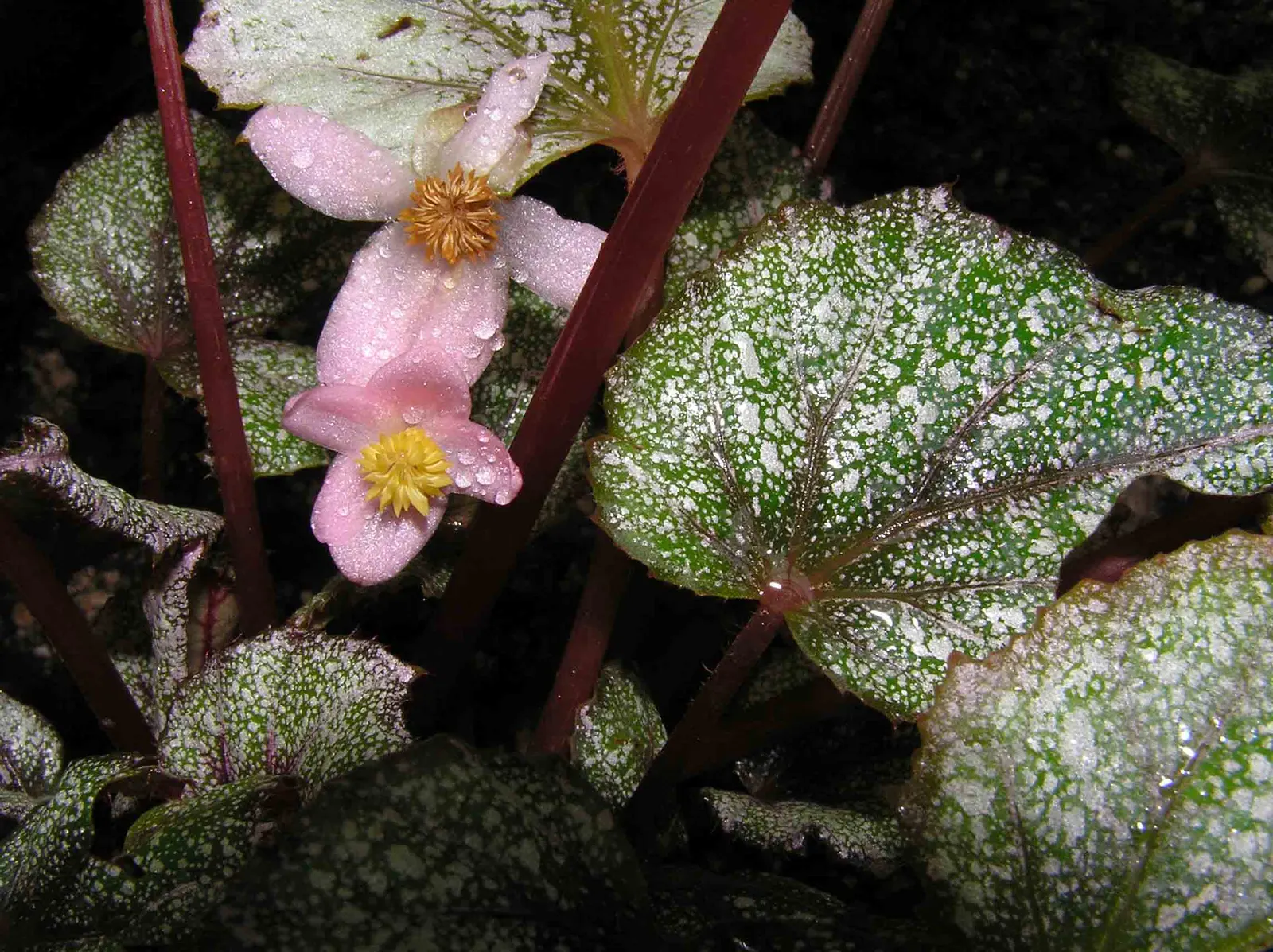 Rex Begonia (Begonia 'Rex') — pink flowers in the garden