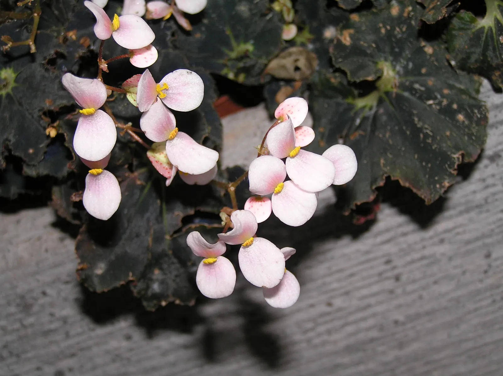 Rex Begonia (Begonia 'Rex') — it will re-emerge with vigor in the spring; perennial for full or half or shade
