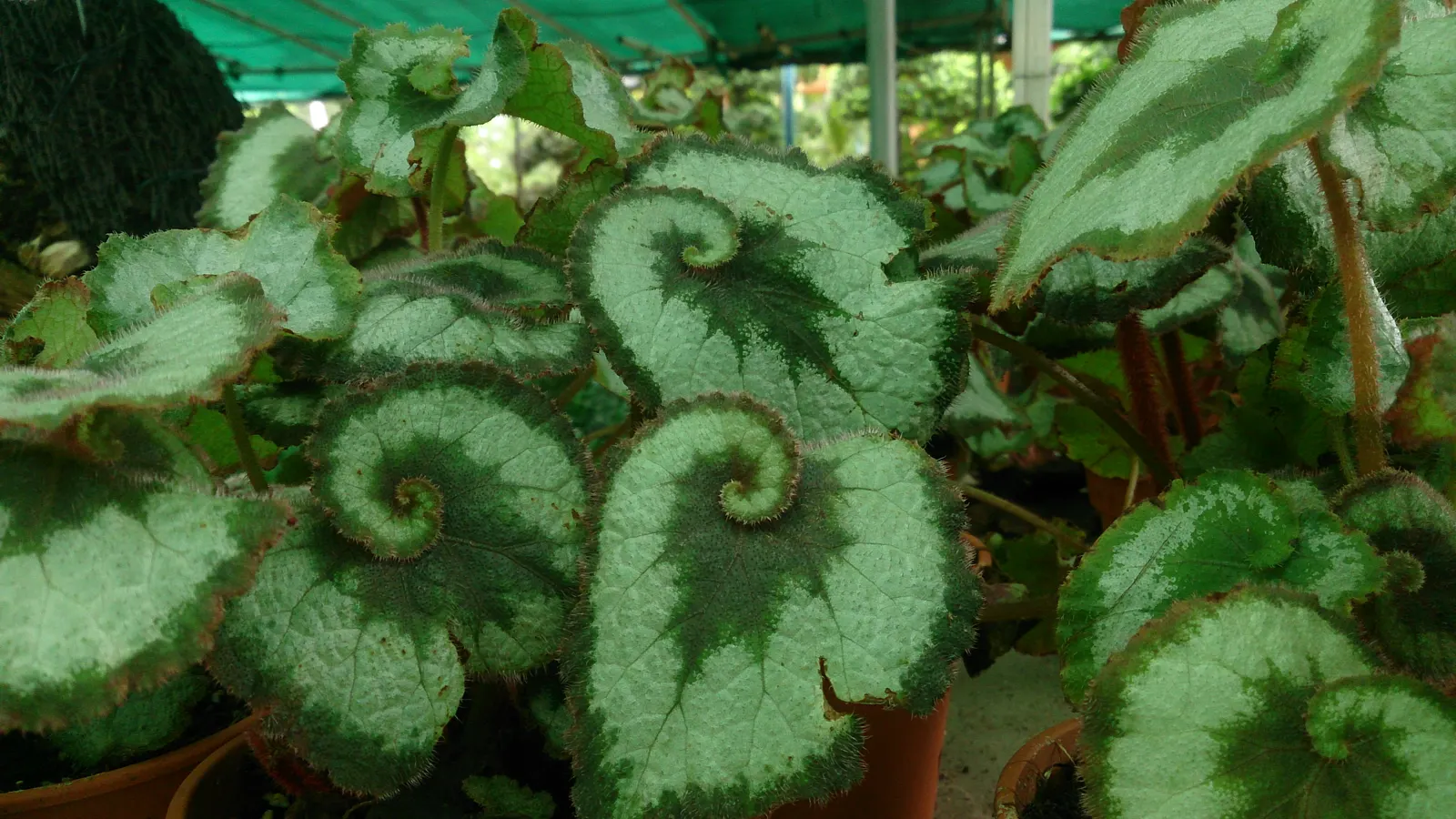 Rex Begonia (Begonia 'Rex') — pink flowers in the garden; commonly referred to as the Rex Begonia