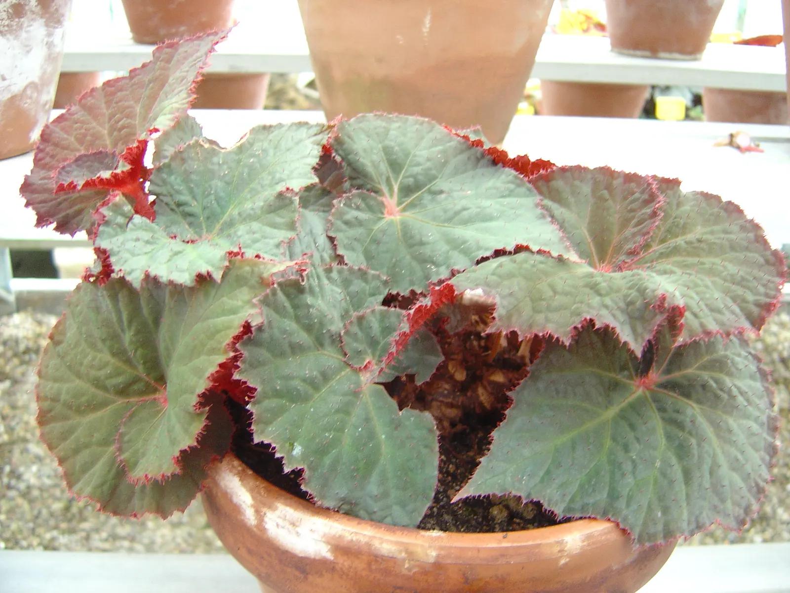 Rex Begonia (Begonia 'Rex') — Rex Begonia (Begonia 'Rex') is prized for its stunning, multi-colored foliage with textured patterns; ideal for adding visual
