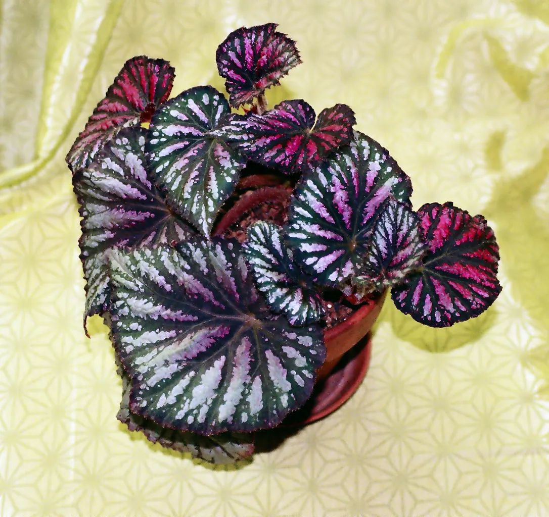 Rex Begonia (Begonia 'Rex') — To ensure optimal growth, plant it in a rich, well-draining soil with a slightly acidic to neutral pH