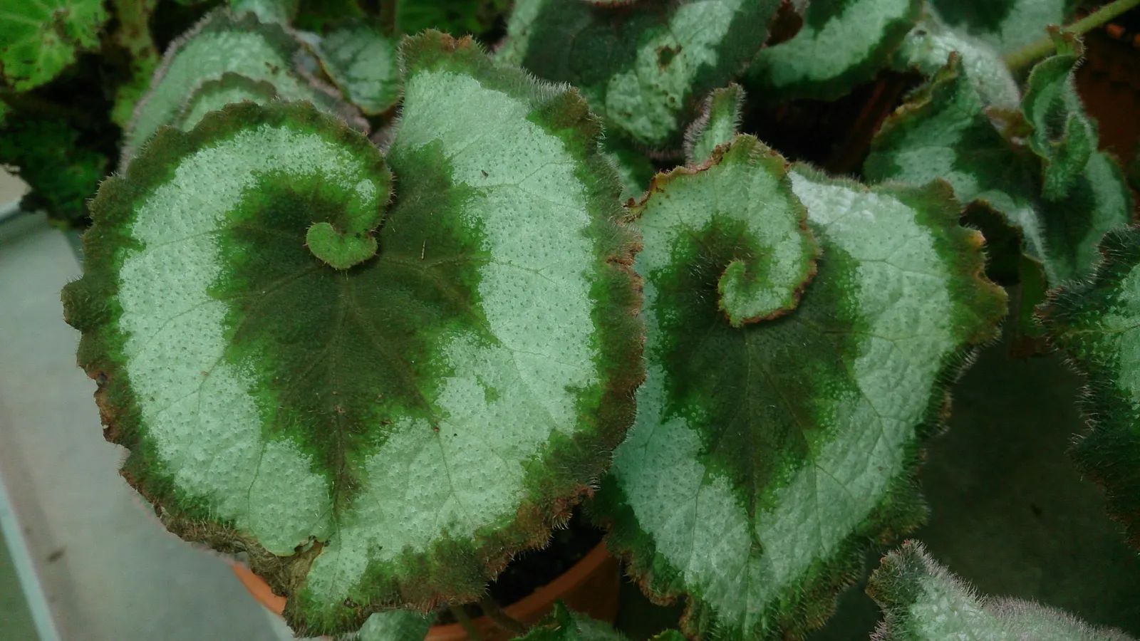Rex Begonia (Begonia 'Rex') — it's important to note the Rex Begonia's tendency for dormancy in cooler months - this is a normal cycle