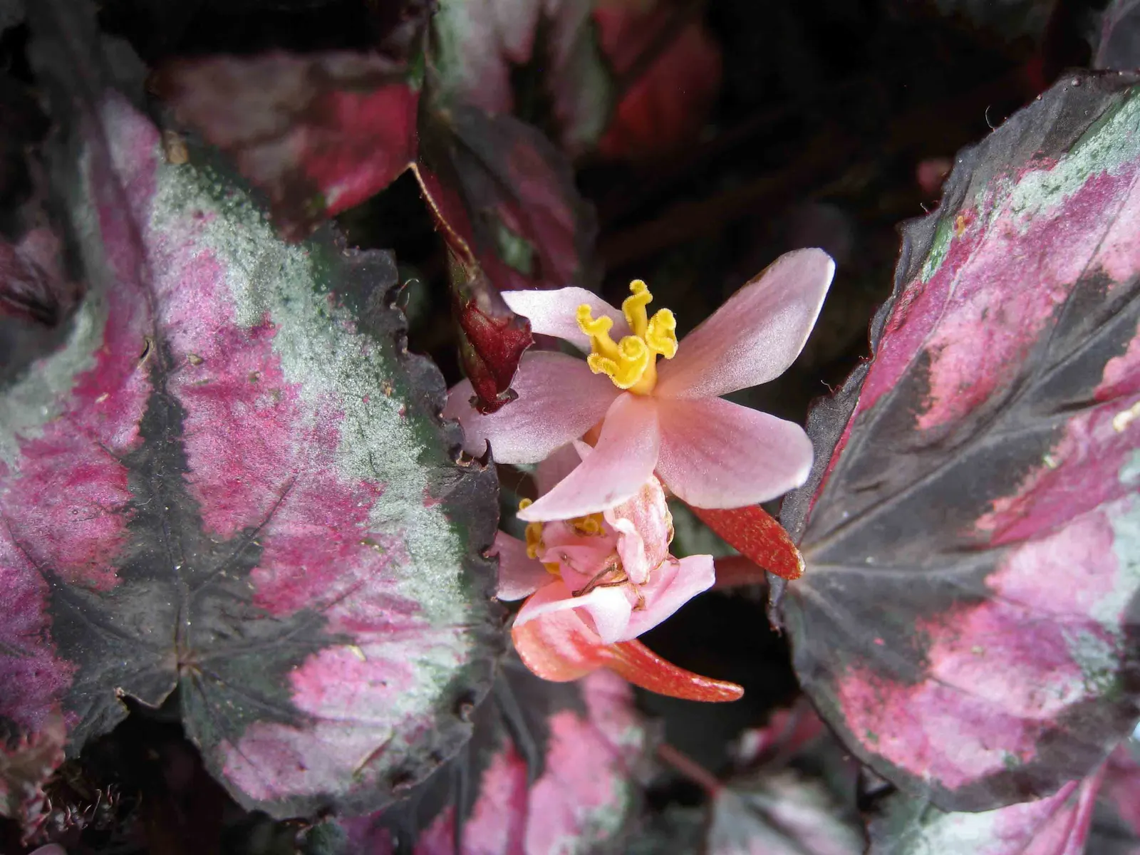 Rex Begonia (Begonia 'Rex') — often reaching a span of 6 to 9 inches; making it an excellent underplanting or border specimen