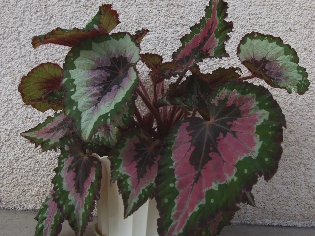 Rex Begonia (Begonia 'Rex') — To ensure optimal growth, plant it in a rich, well-draining soil with a slightly acidic to neutral pH; be wary of