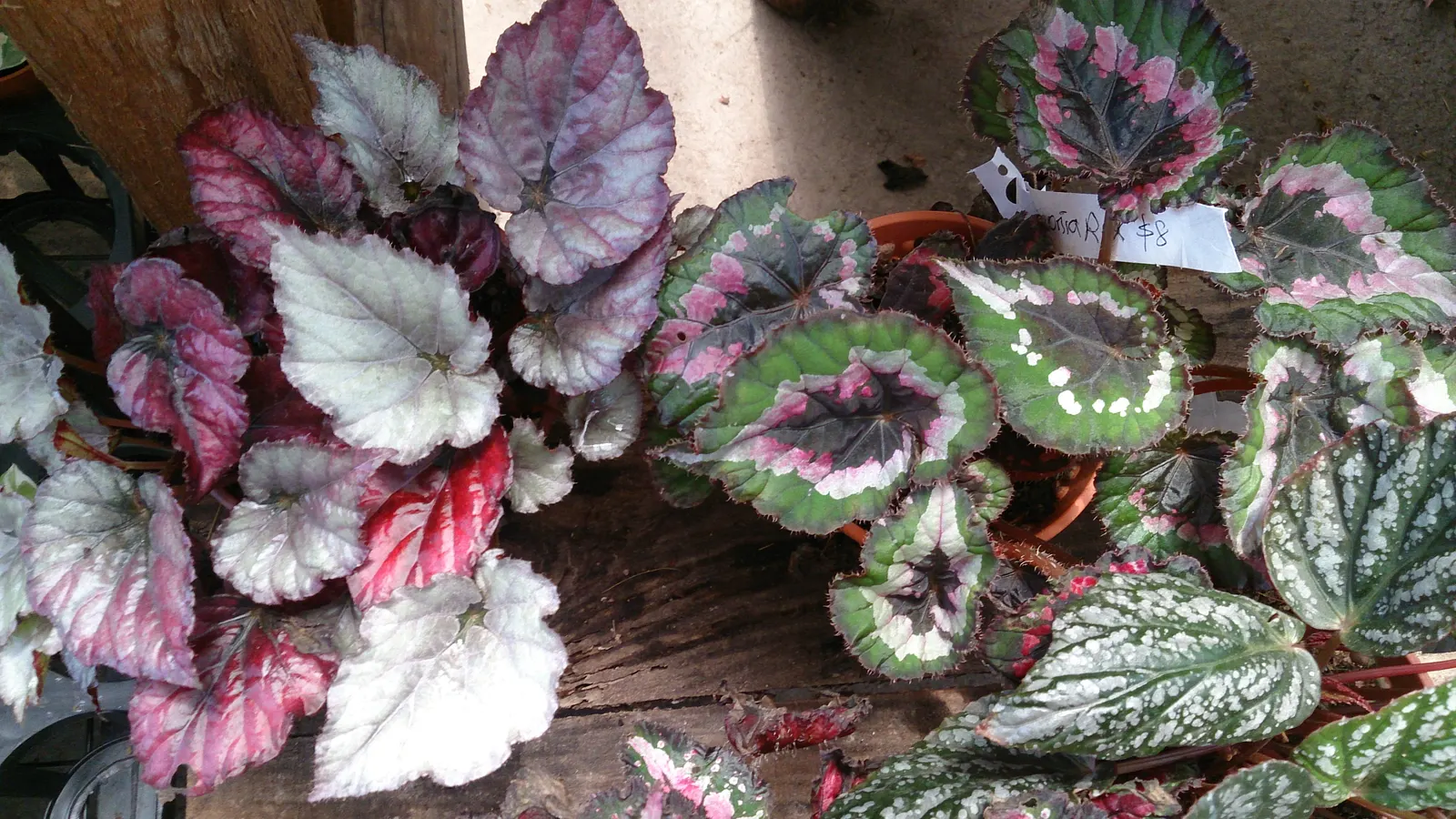 Rex Begonia (Begonia 'Rex') — commonly referred to as the Rex Begonia; pink flowers in the garden, image 55