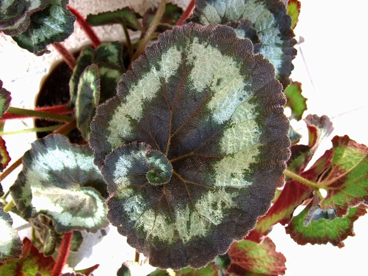 Rex Begonia (Begonia 'Rex') — making it an excellent underplanting or border specimen; often reaching a span of 6 to 9 inches