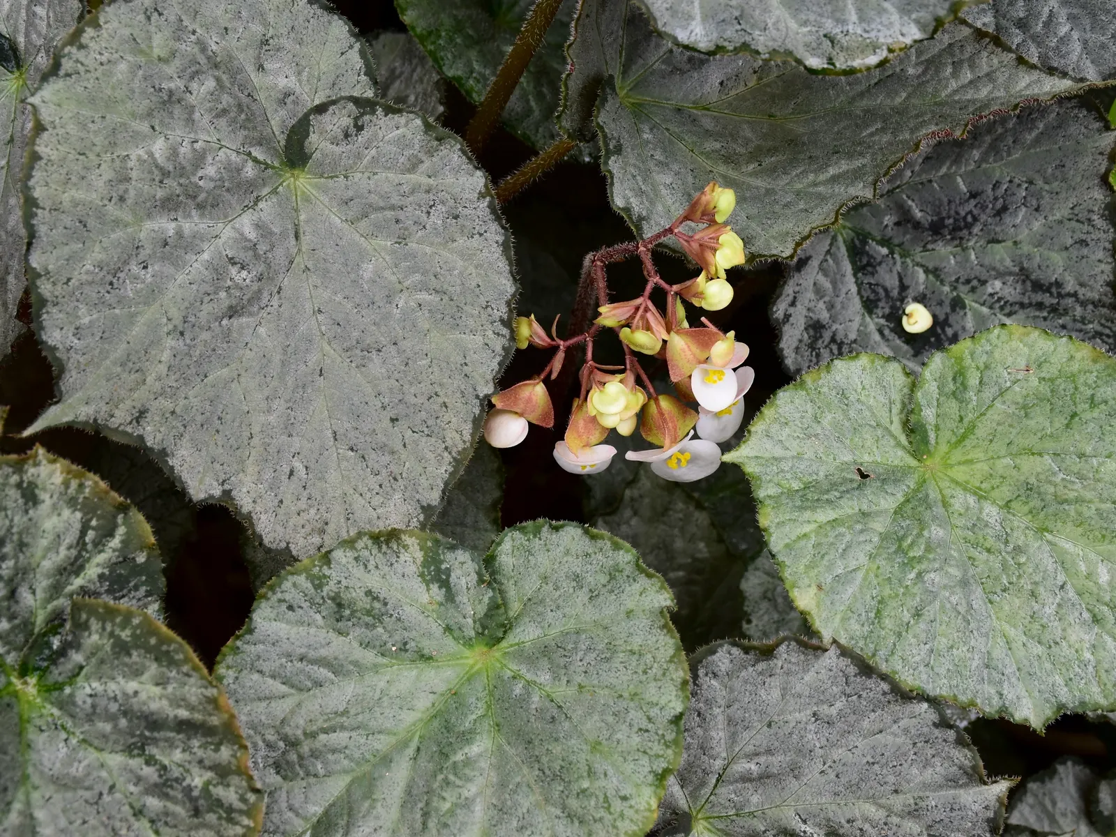 Rex Begonia (Begonia 'Rex') — It is famed for its striking foliage which showcases intricate patterns and a kaleidoscope of hues; it prefers a shaded location