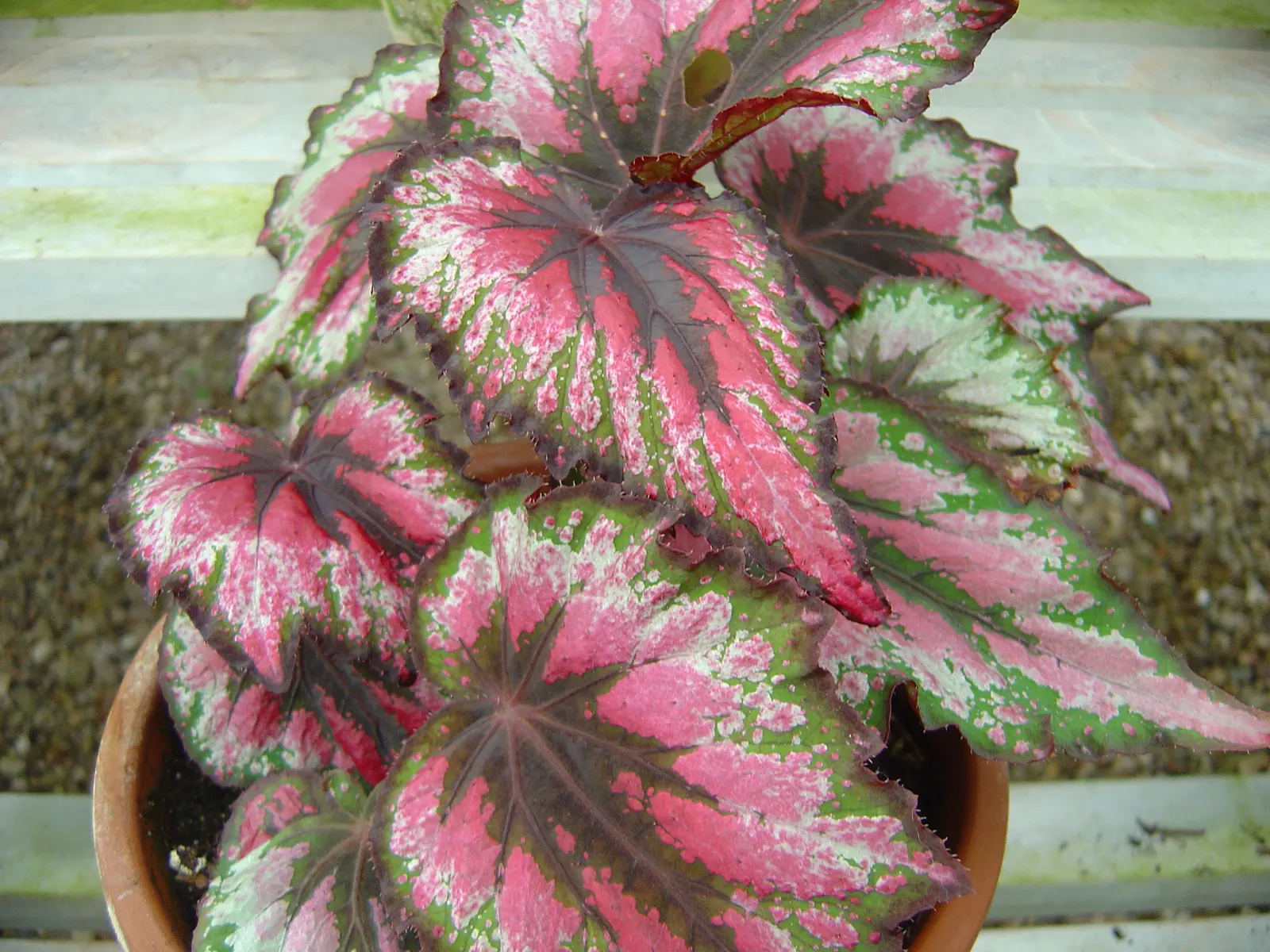 Rex Begonia (Begonia 'Rex') — be wary of overwatering.<br><br>Traditionally not grown for its blossoms